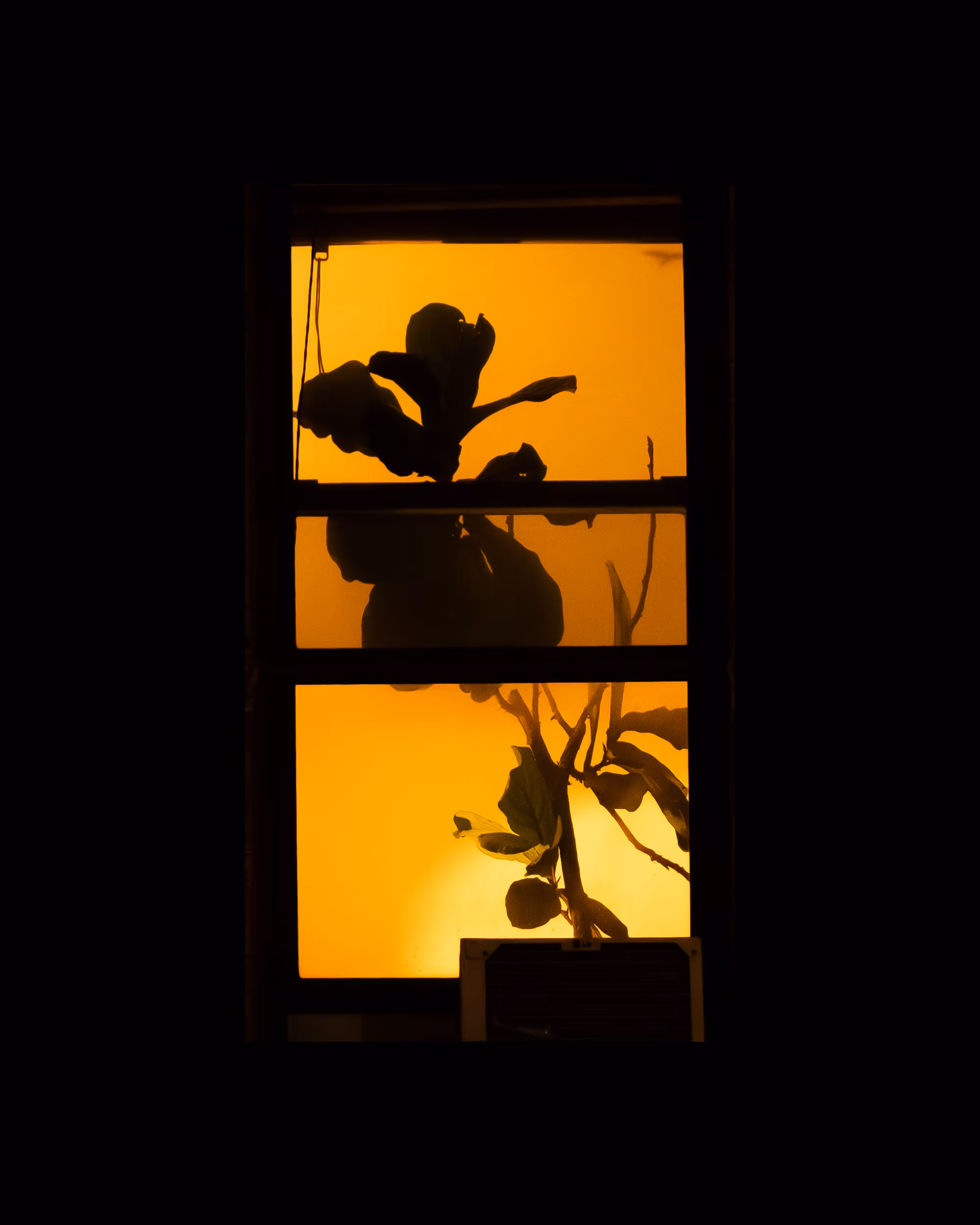 WINDOWS // NYC: WINDOW 650