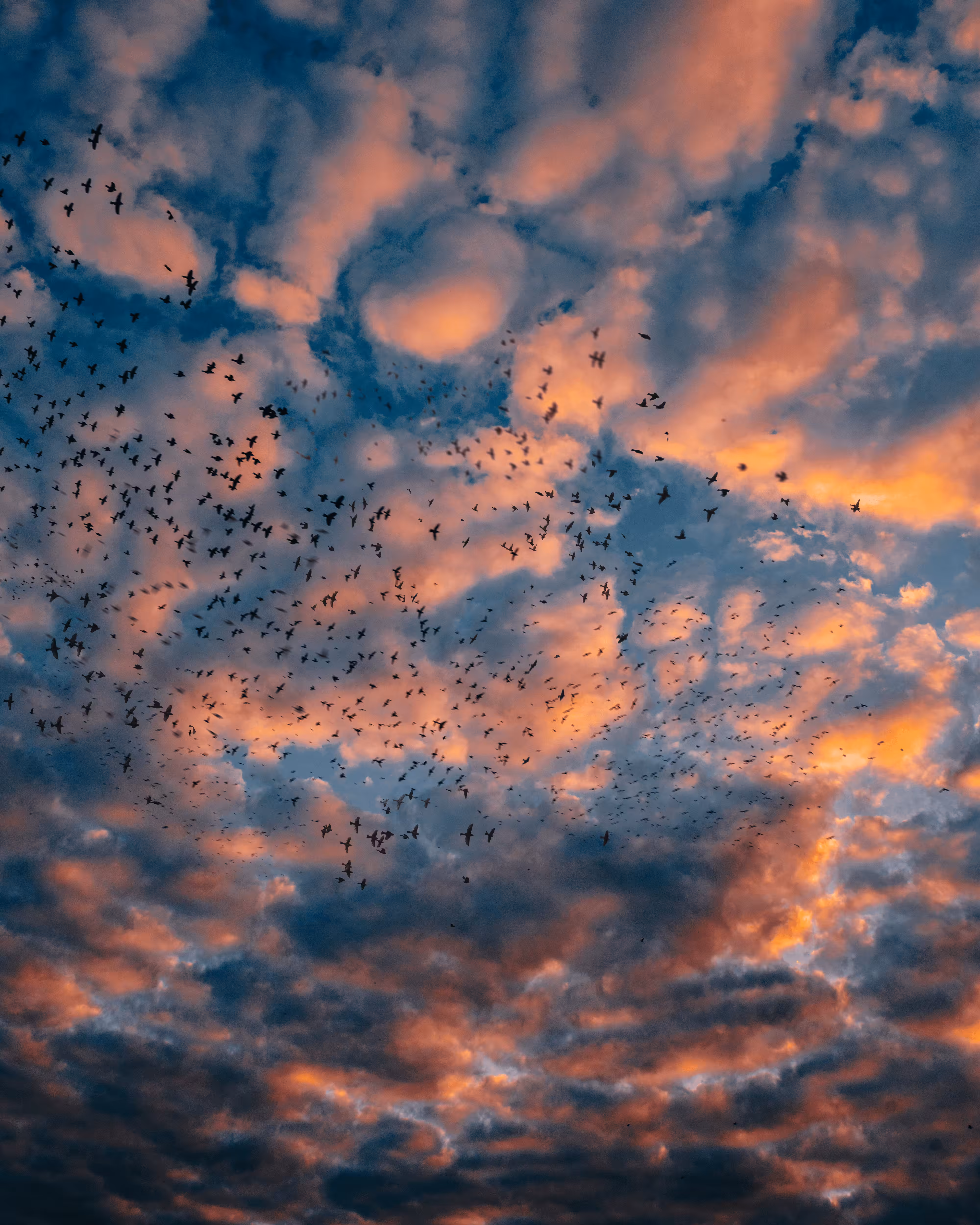 Flock of Us #7