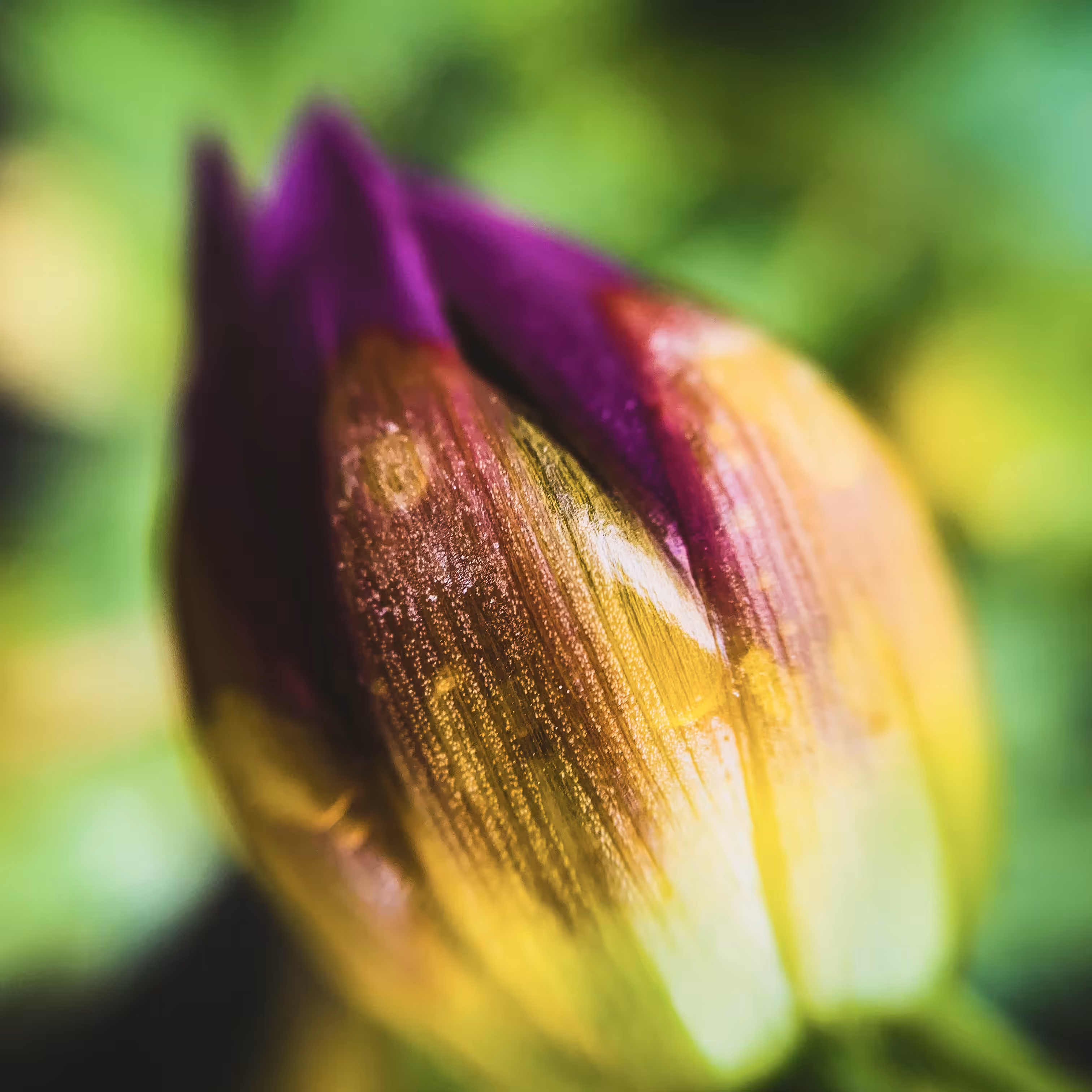 Flora from the Meta-Macroverse Vol. 1 - Still Photograph 5/7