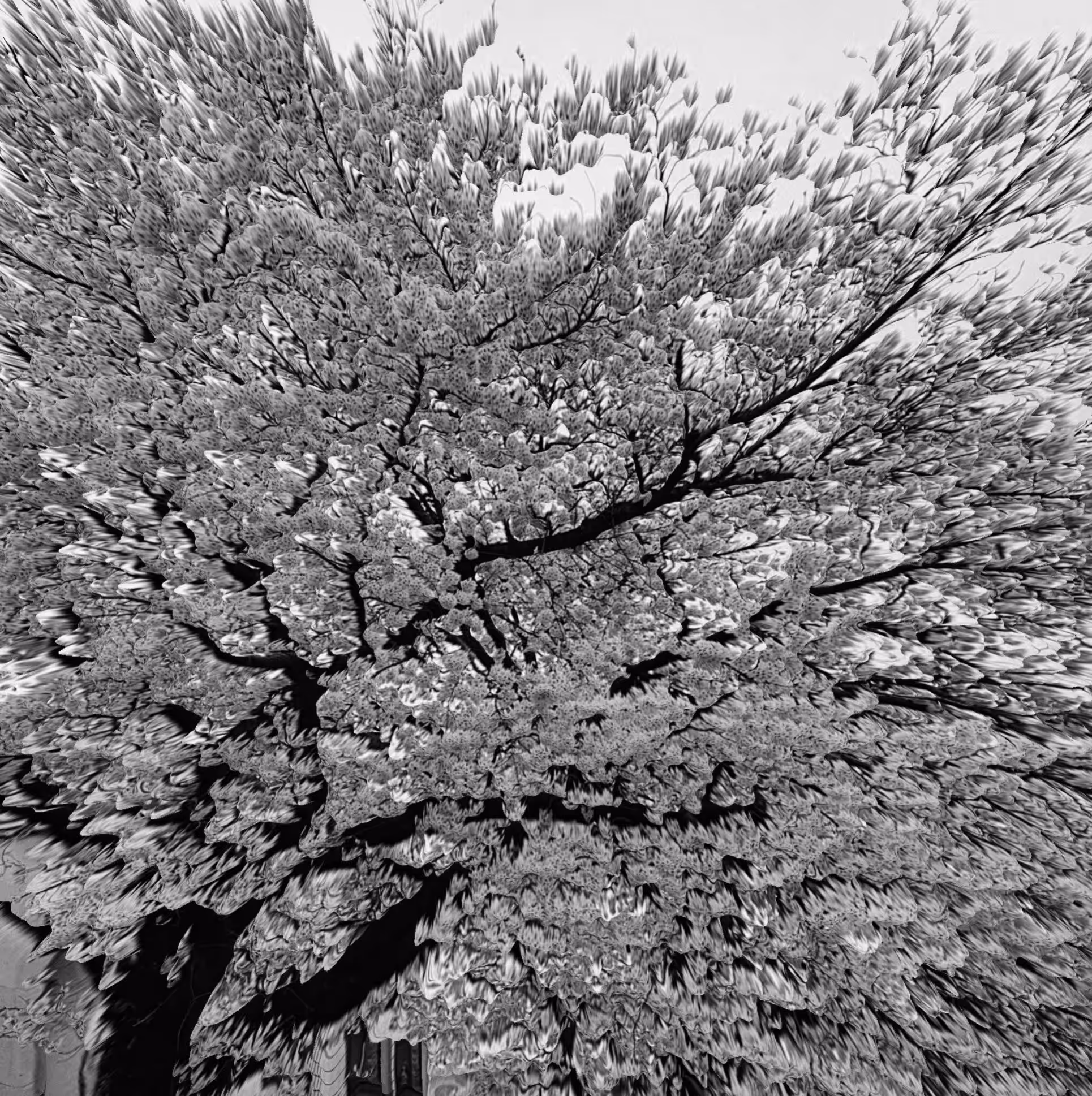 B&W Sakura
