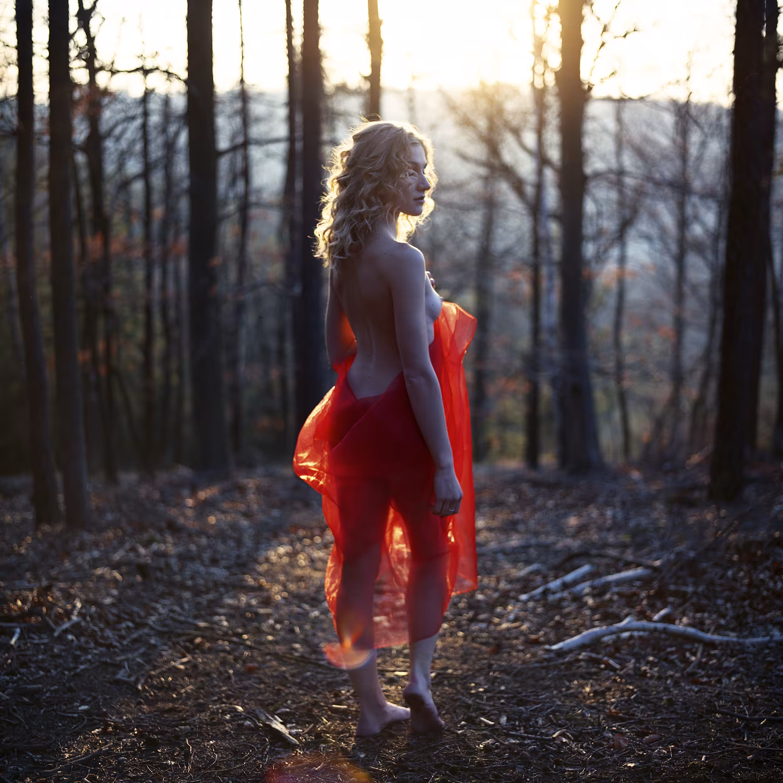Sunset in the forest