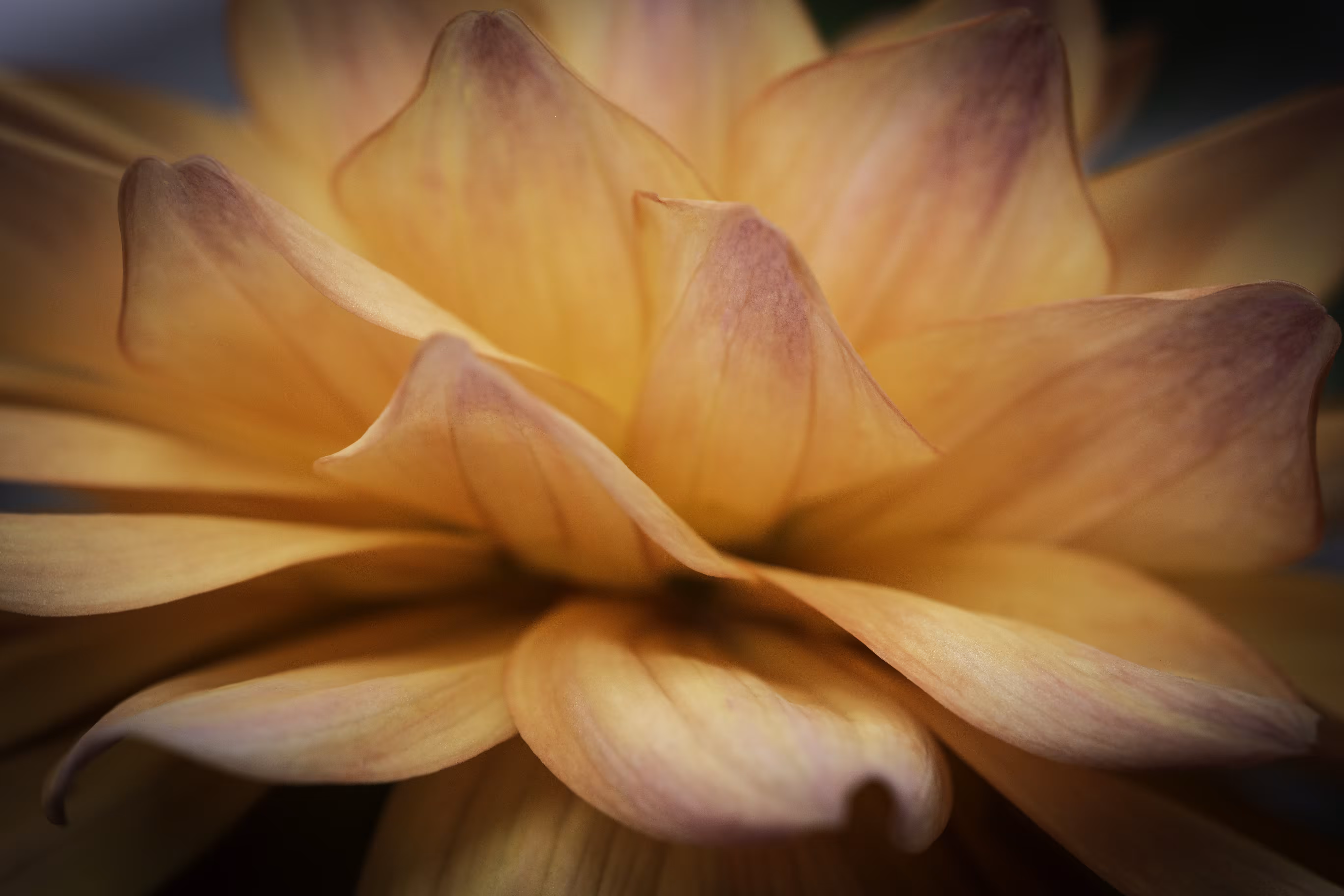 Apricot Allure