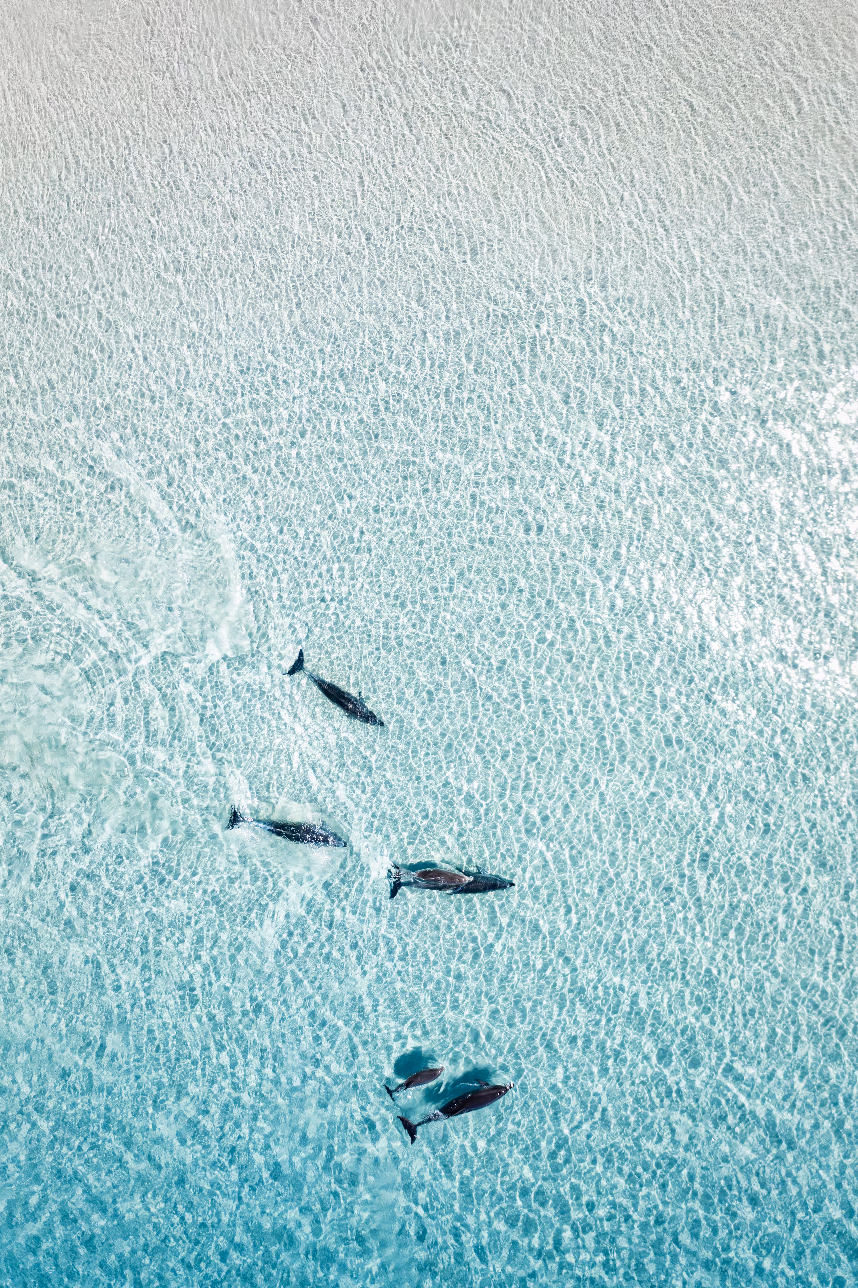 Dolphins in Paradise