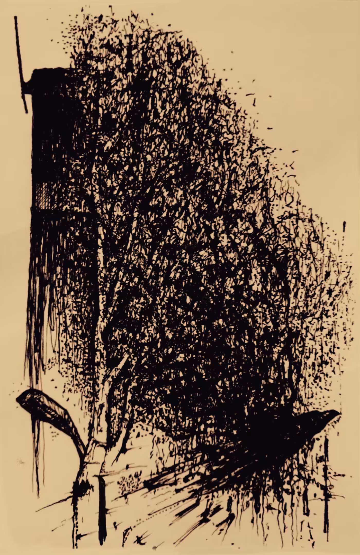 Urban raven