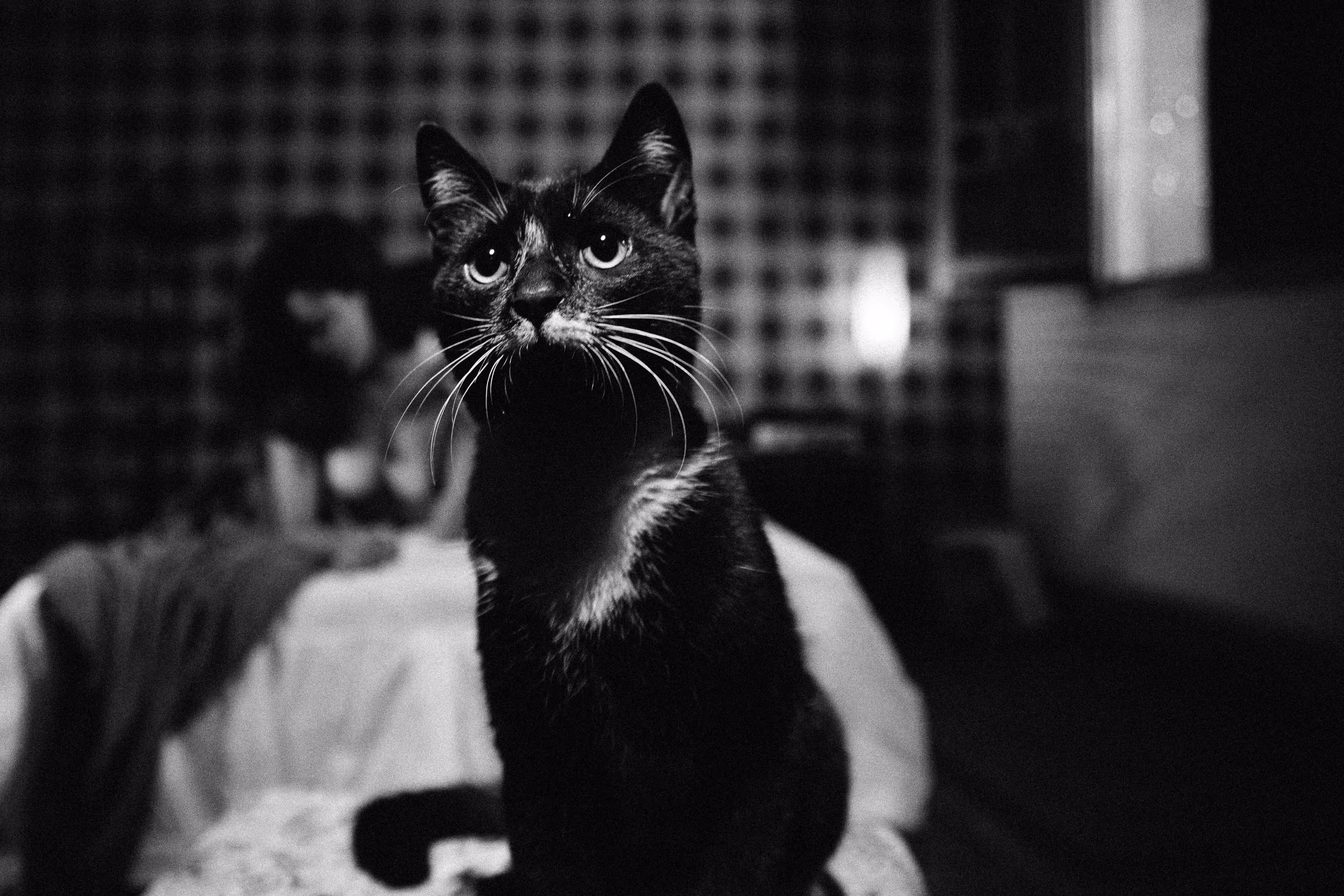 The curiosity