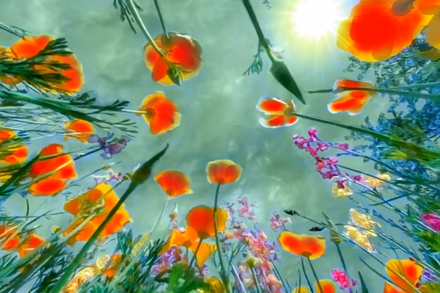 Dance of the Flowers #4#