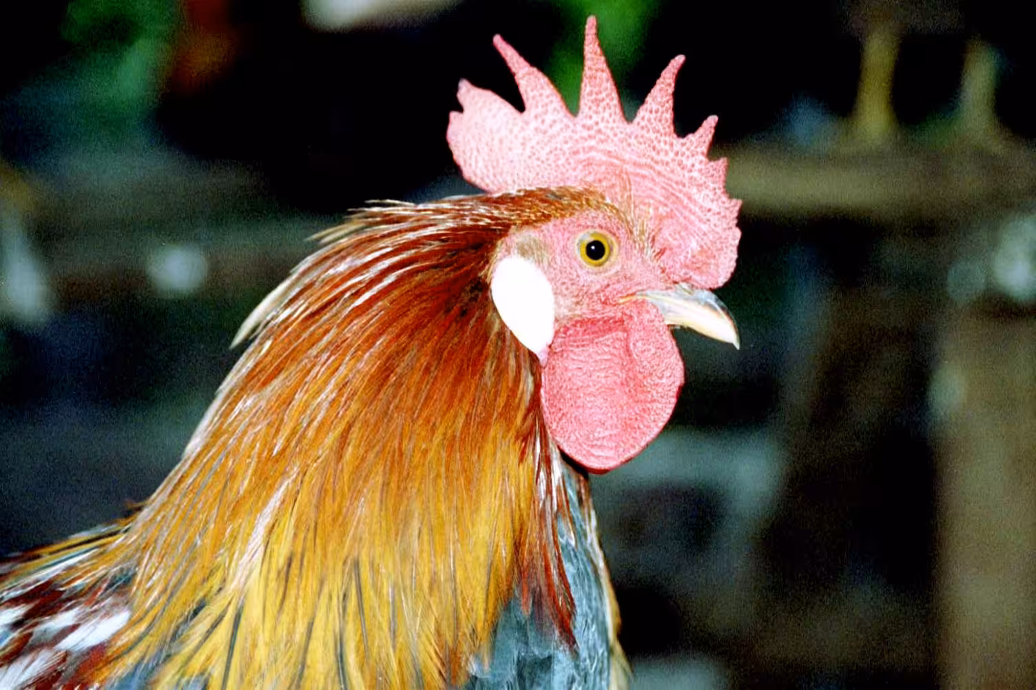 Got HEN?