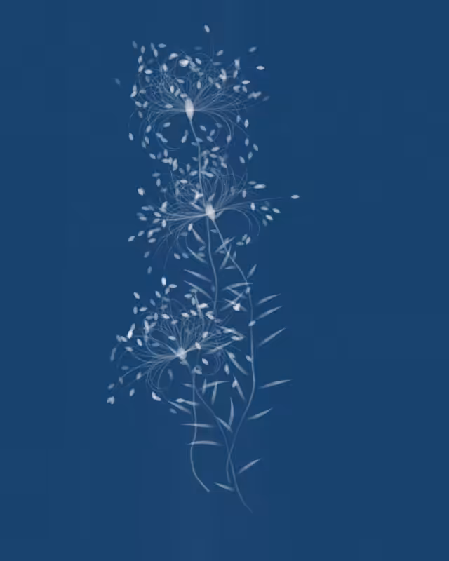 Cyanotypes #16