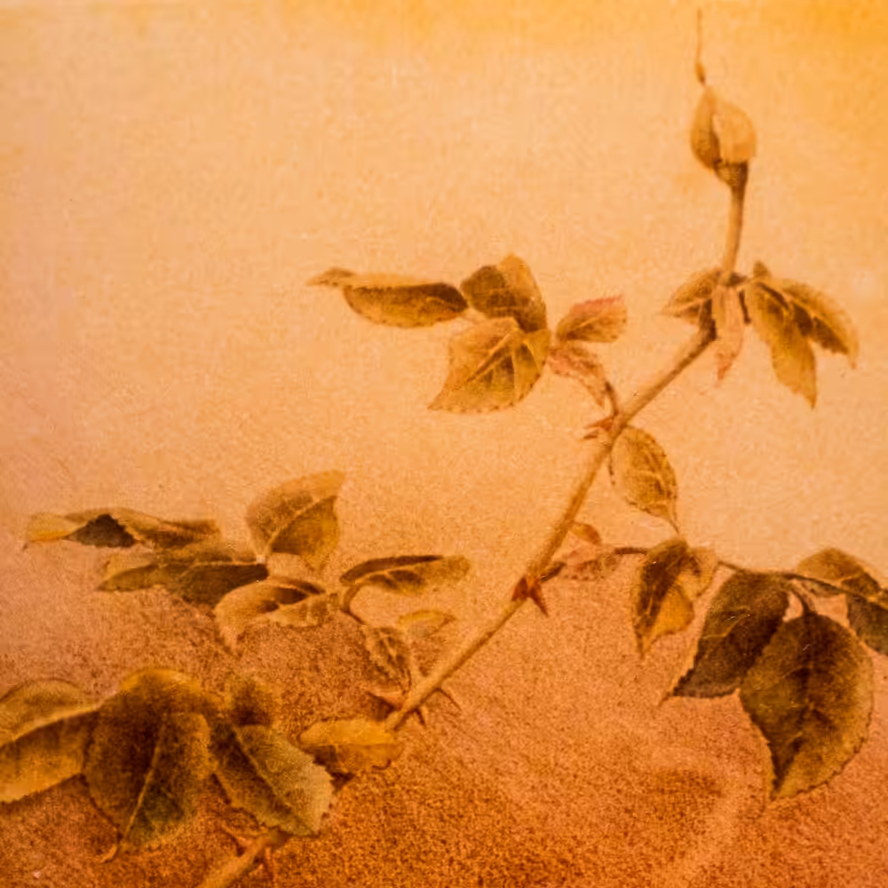 Rosebud.
