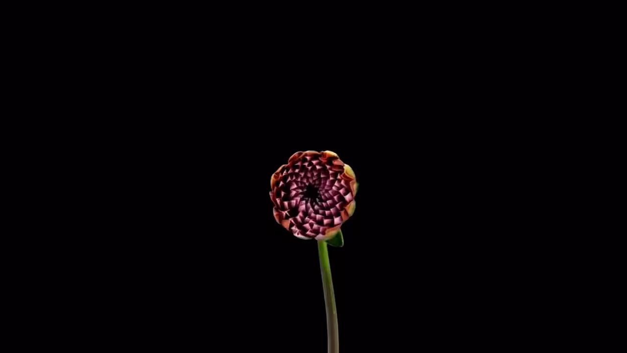 DATA.FLOWER()#16
