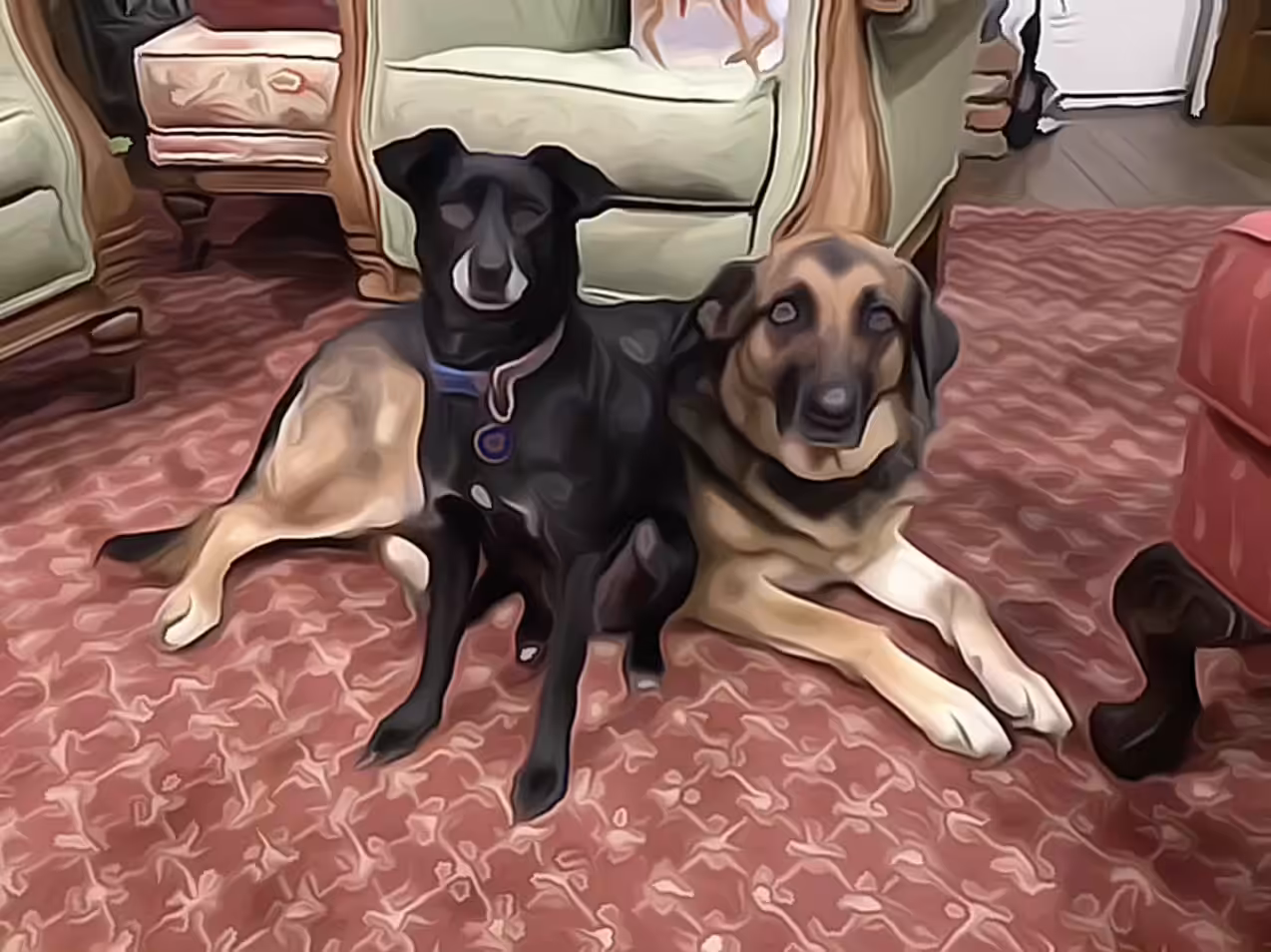 Dogs