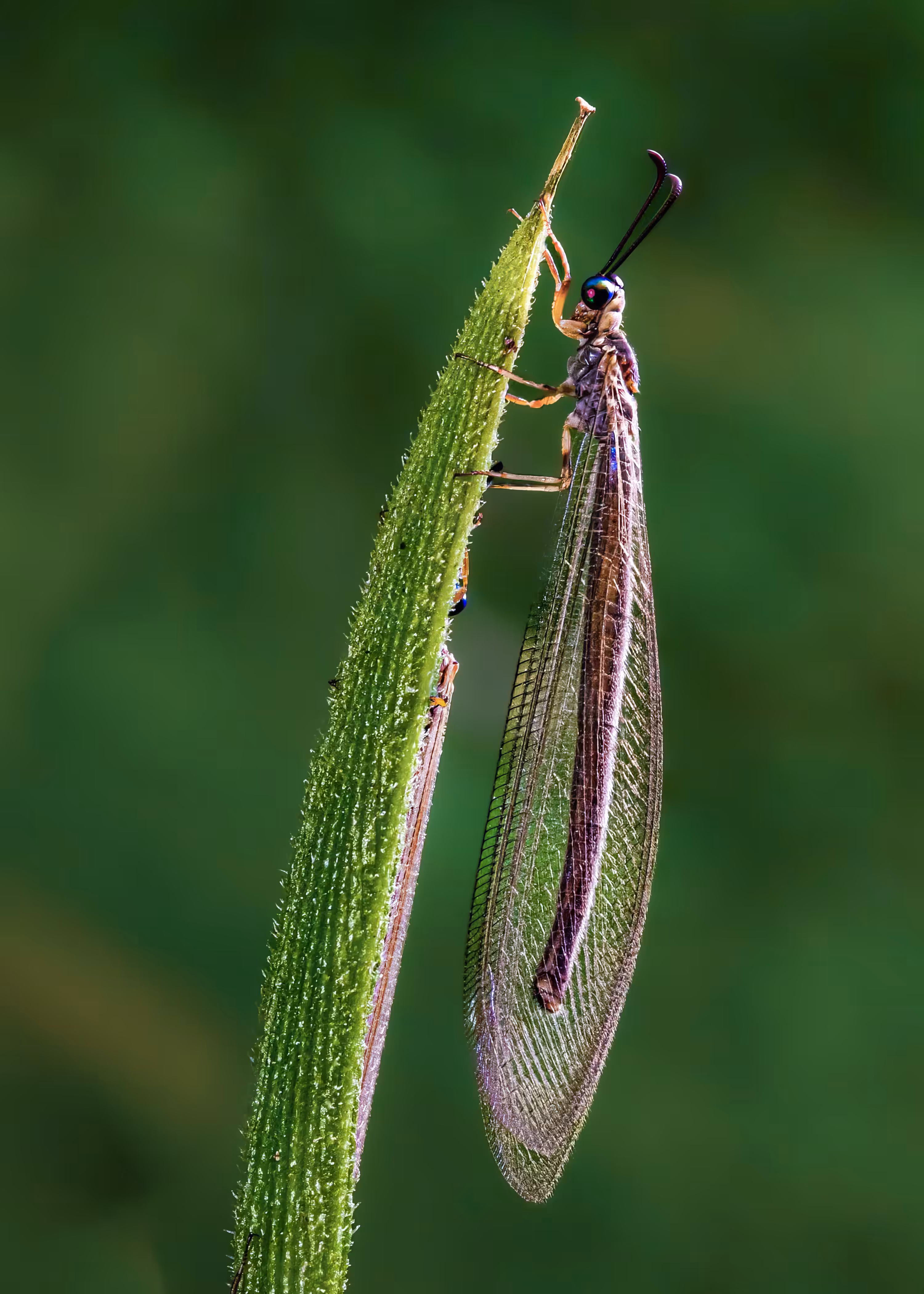 Antlion