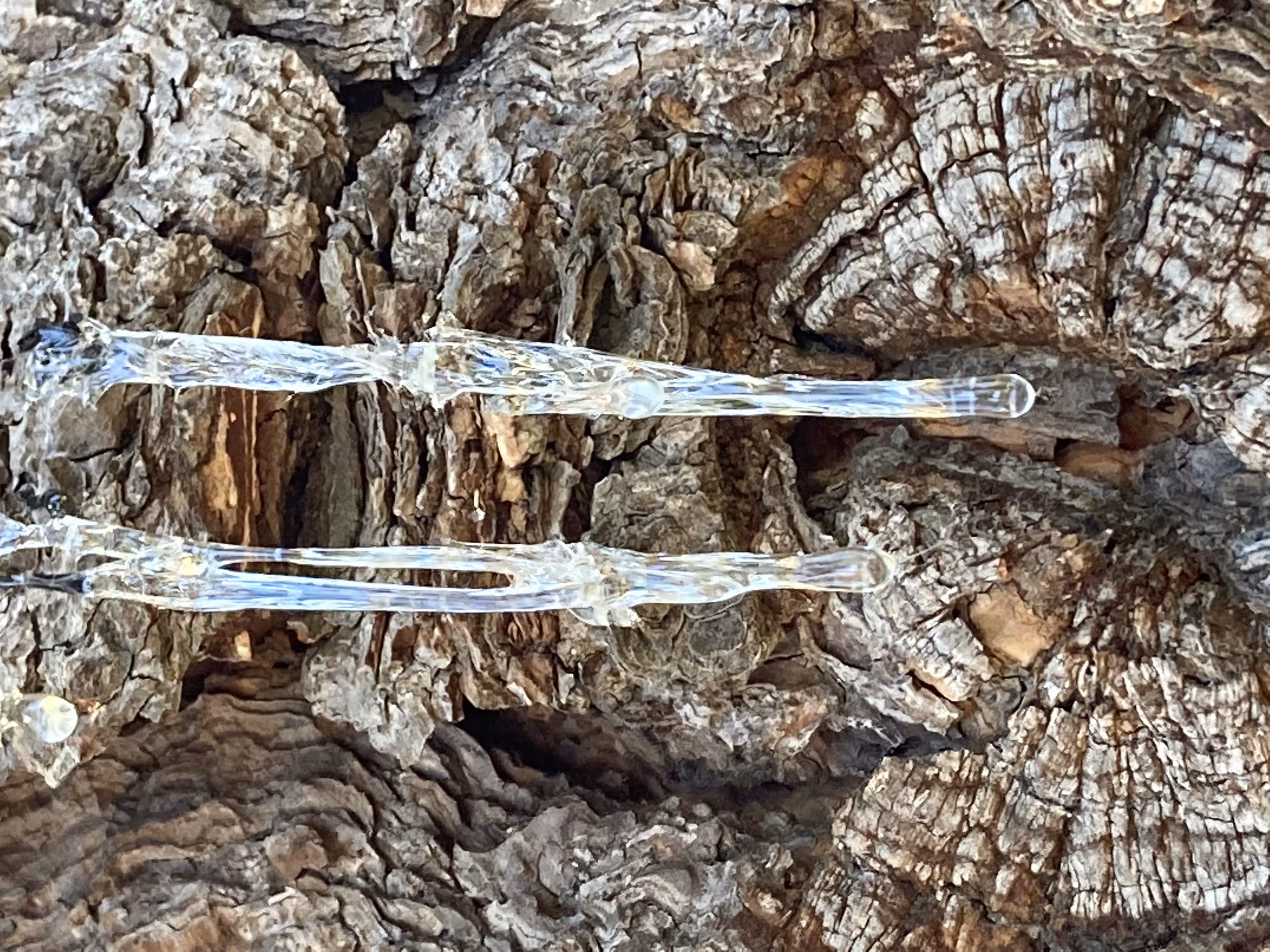 Blood Of The Pine