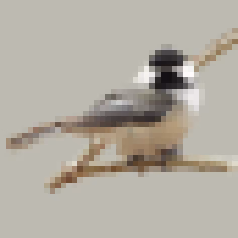 PixlBird #002