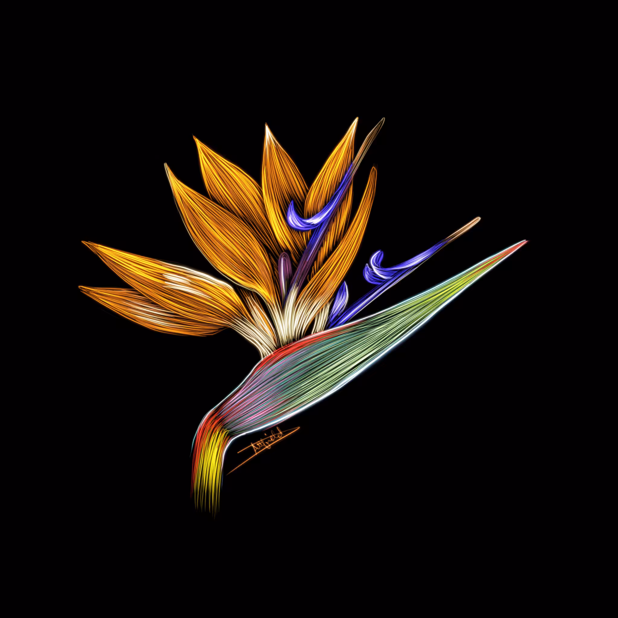 Bird of Paradise