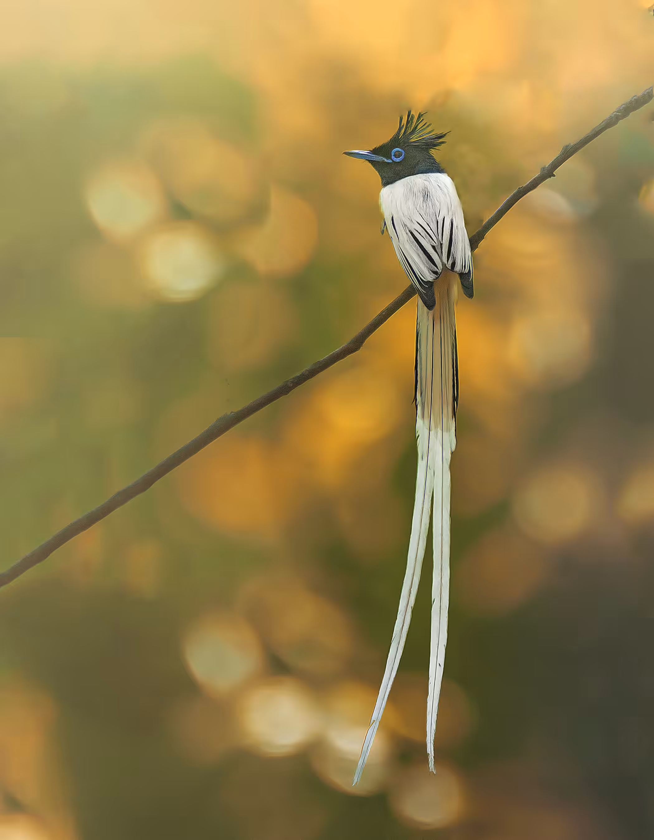 Indian Paradise Flycatcher 