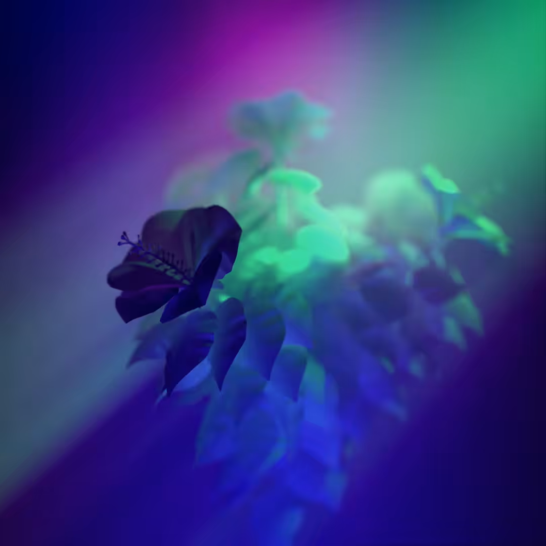 hibiscus N.1