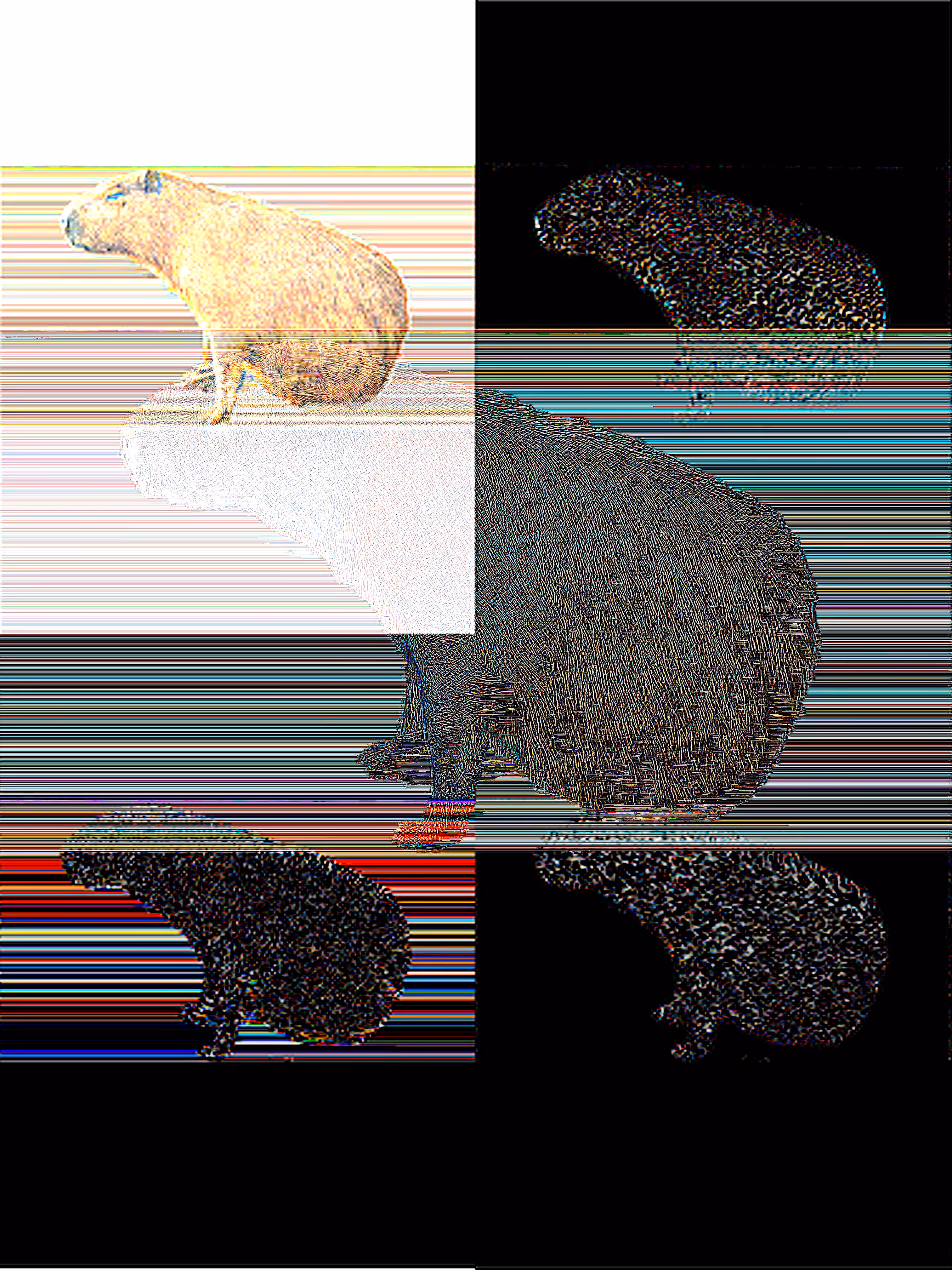 Capybaras of Ipaussu [ Descolada // Version Control Δ ]
