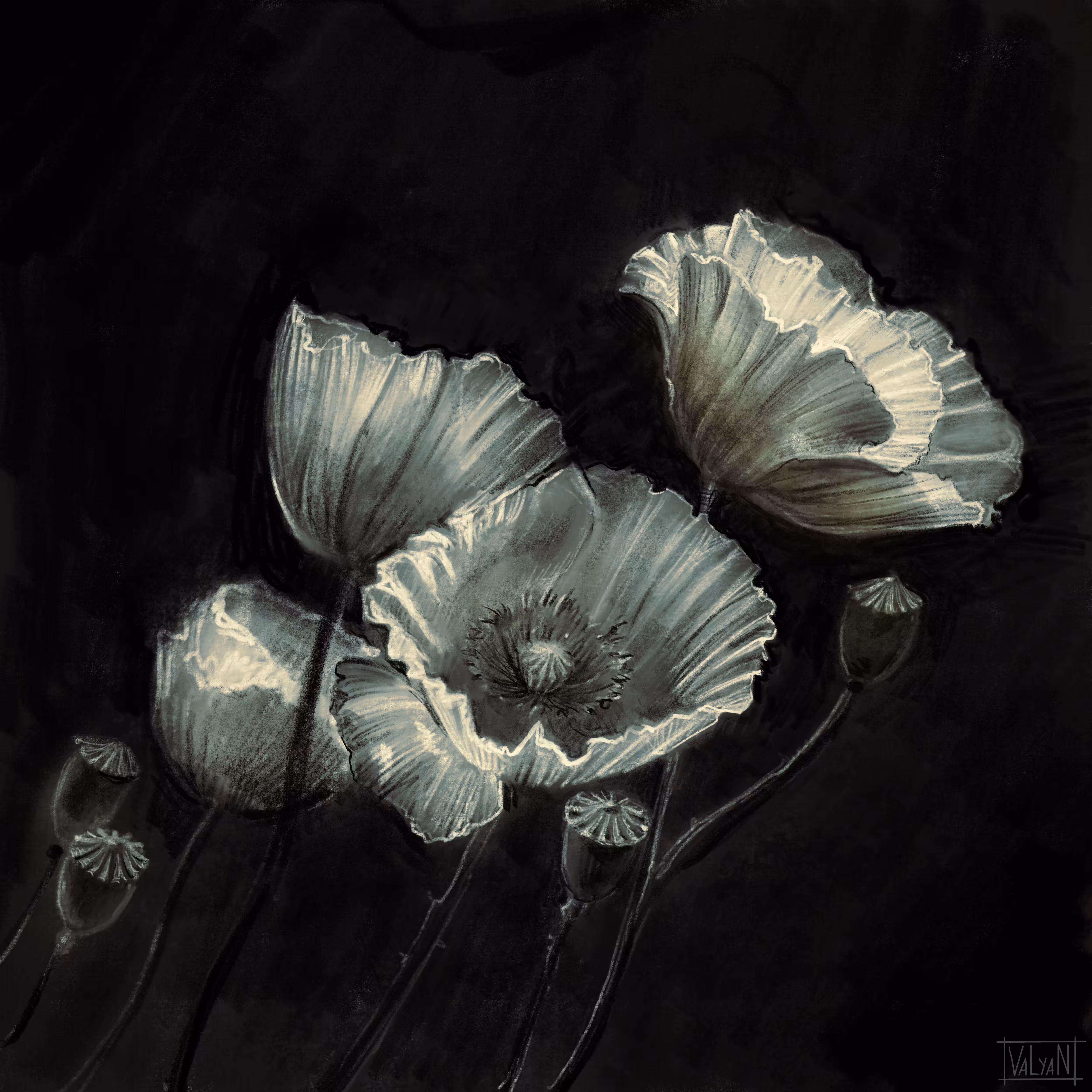 White poppy