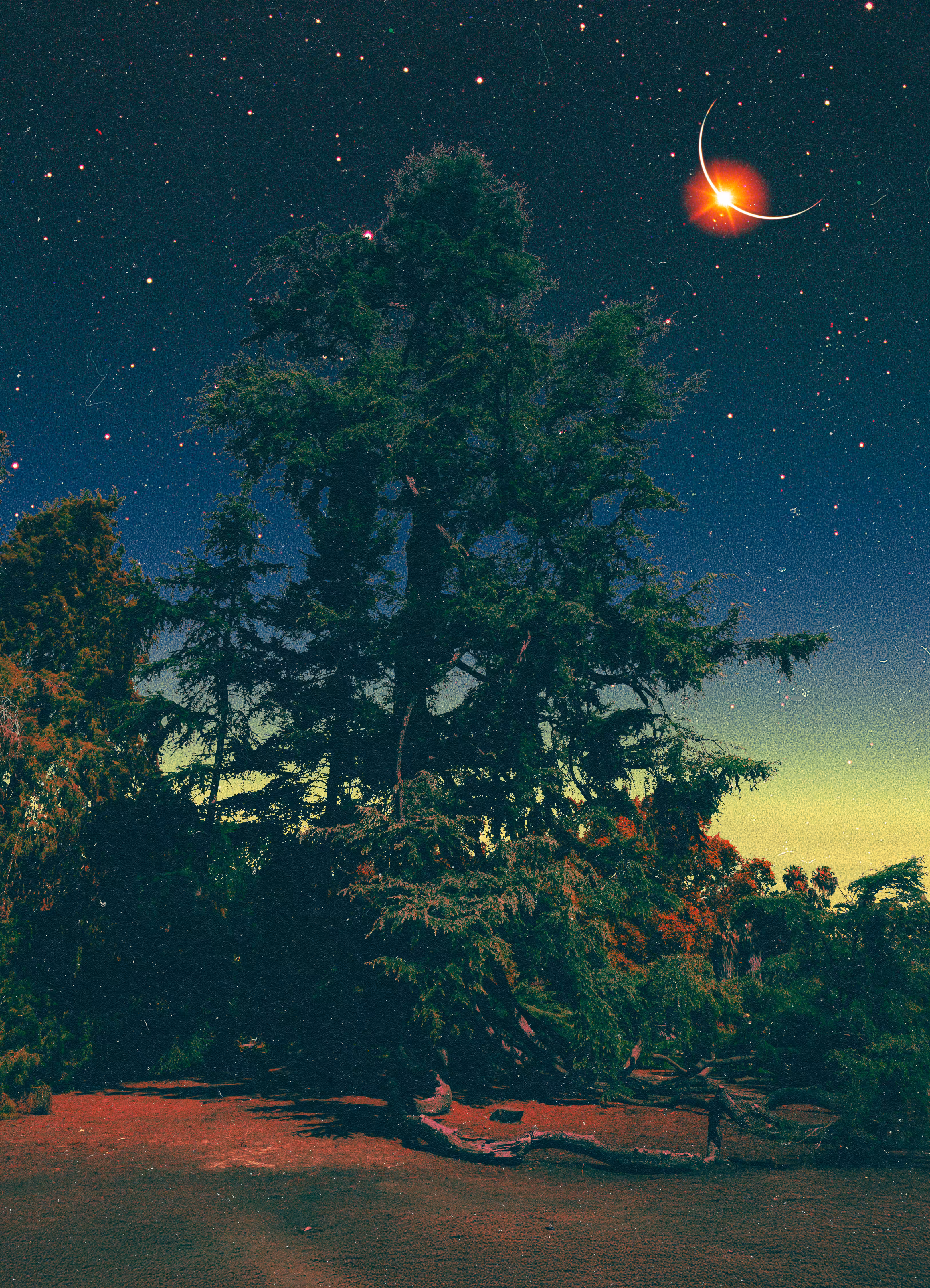 The Blind Tree, 2025