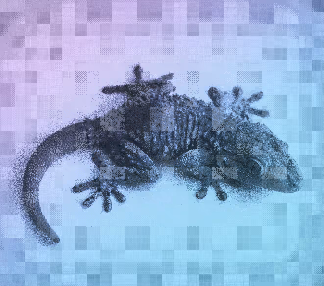 Just a gecko