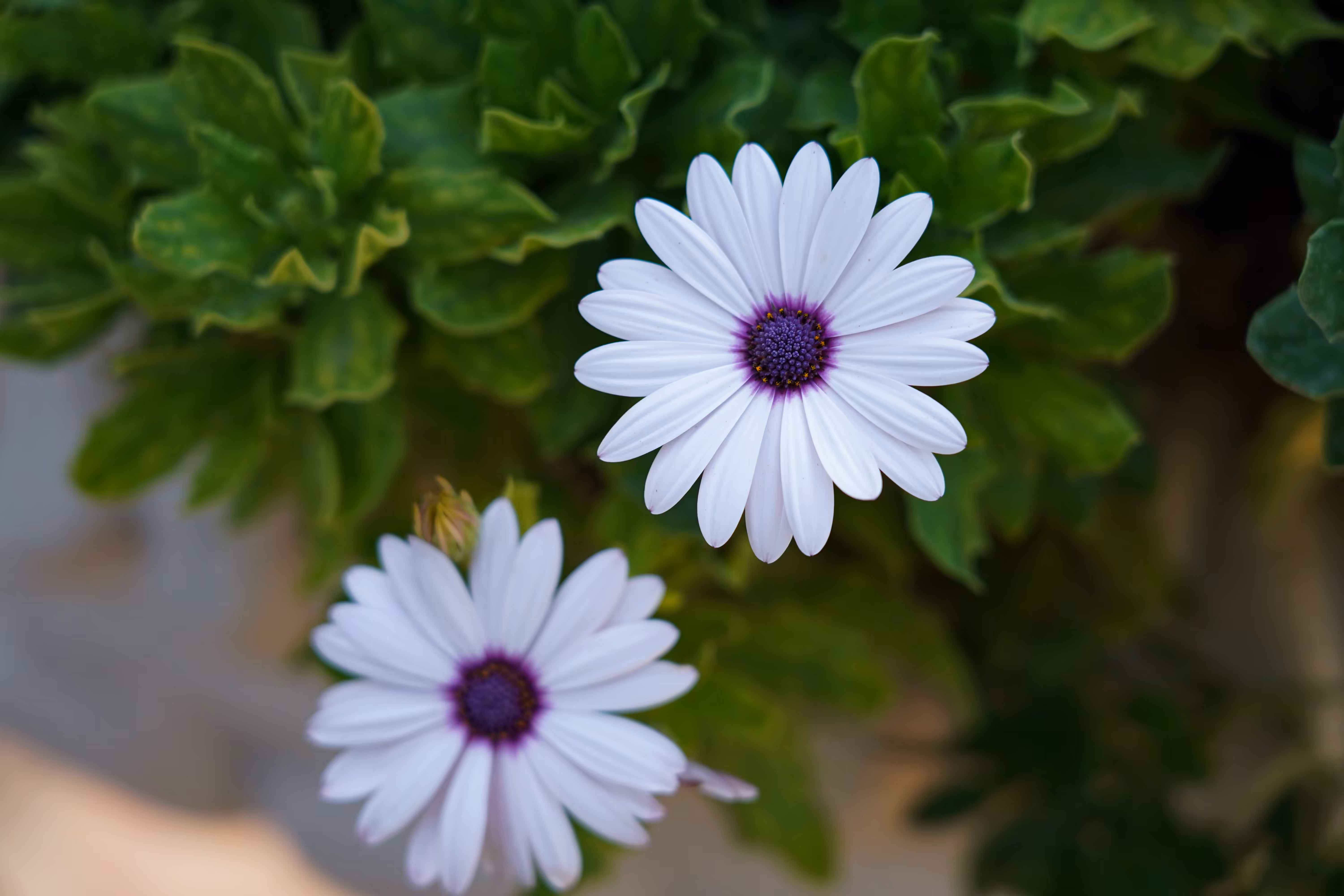 flowers: Sameness in calm whiteness