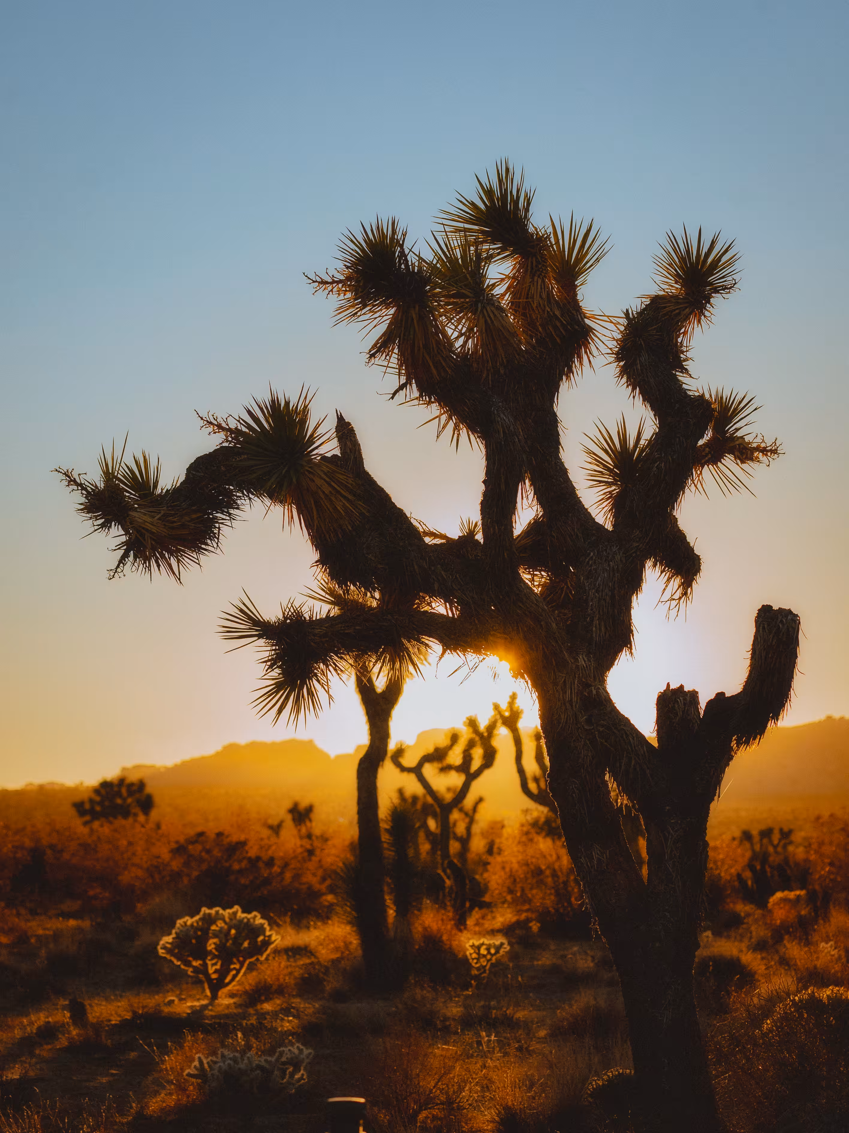 The Joshua Tree