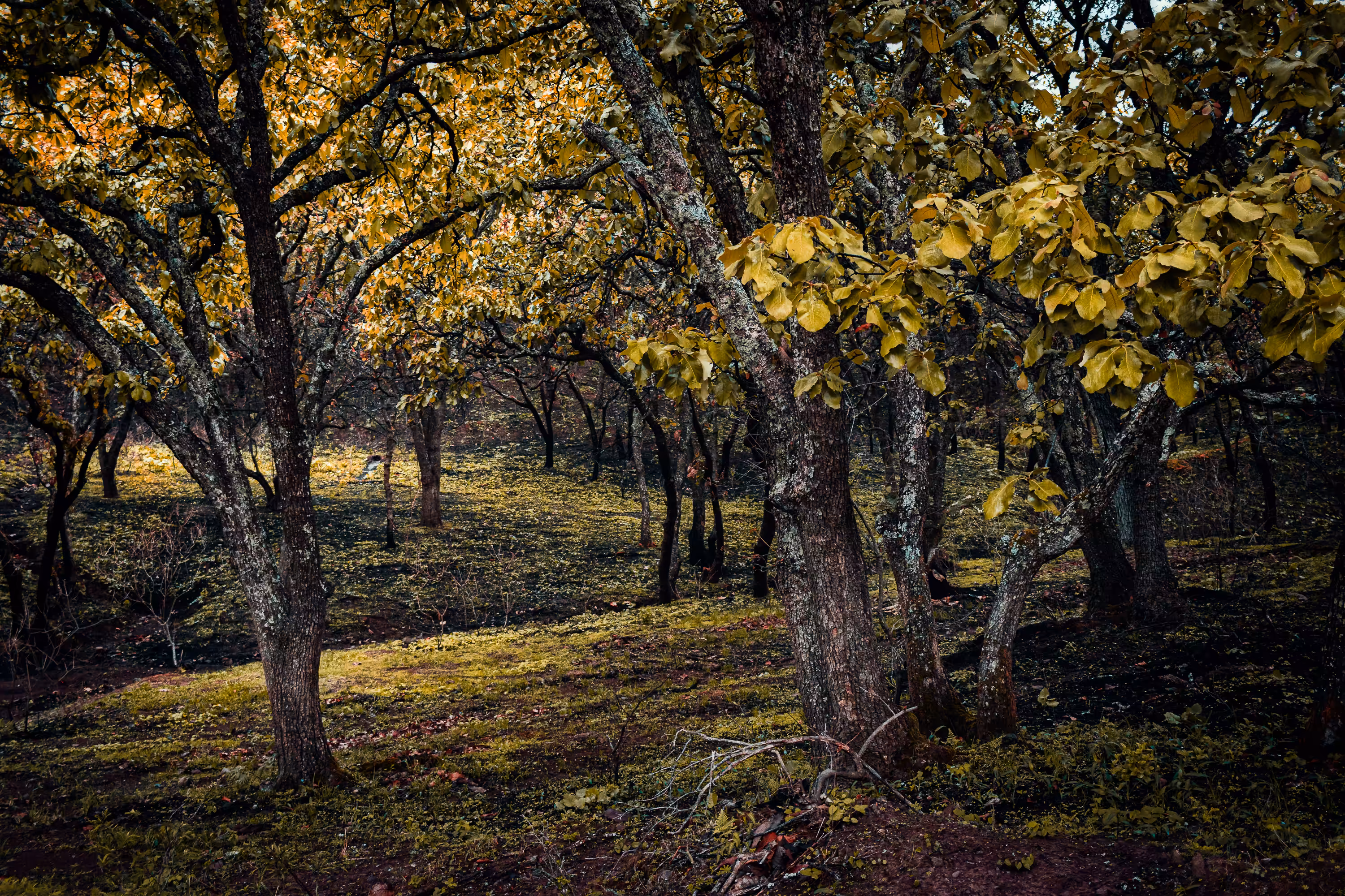 Lost in the forest