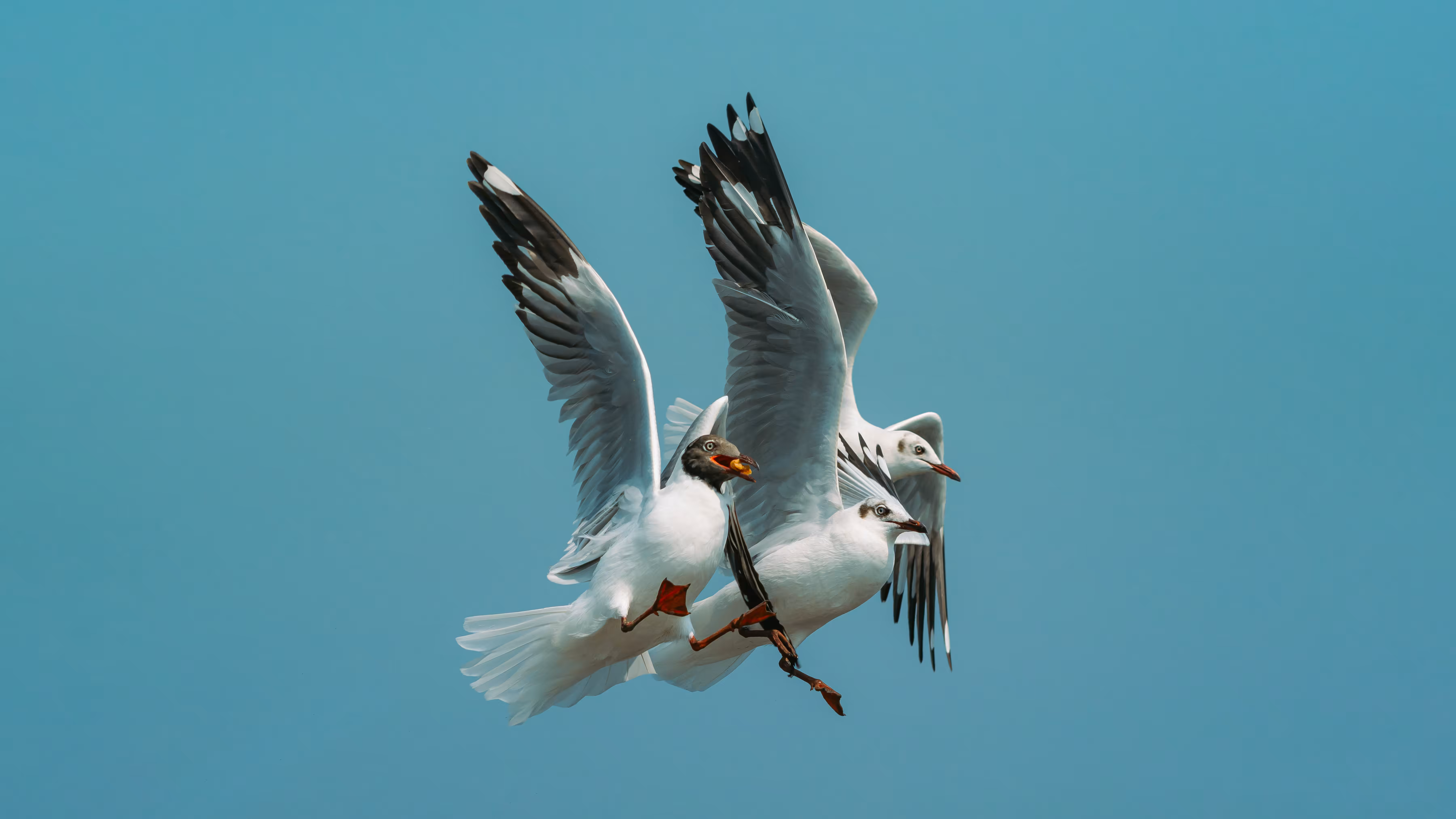 FREEDOM