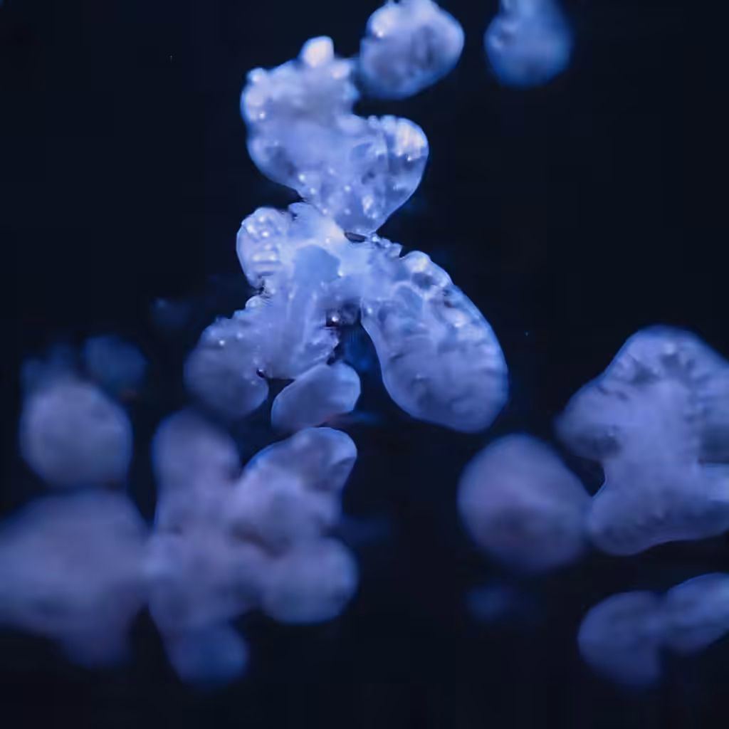AI imagined jellyfish — seamless animation video loop #3