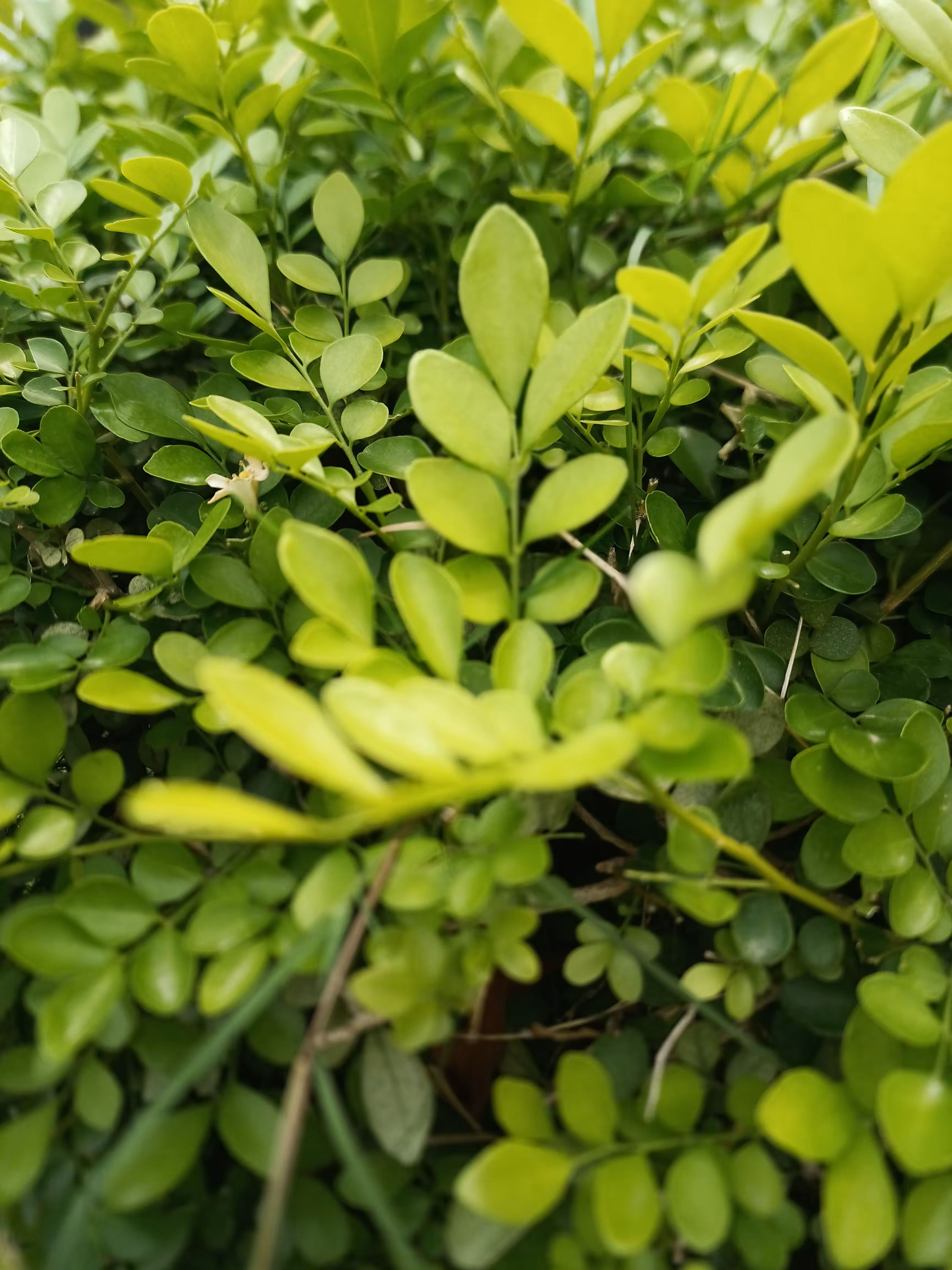 My leafs 