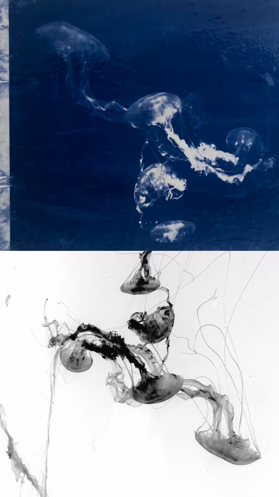 CyanSea