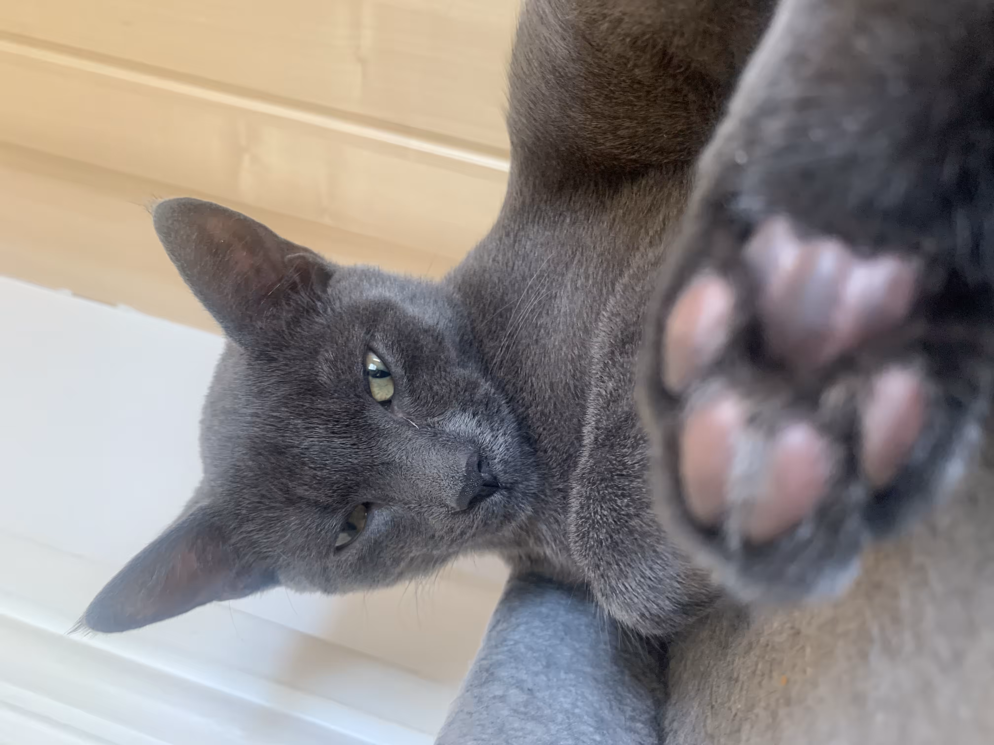 Swttythekitty 
