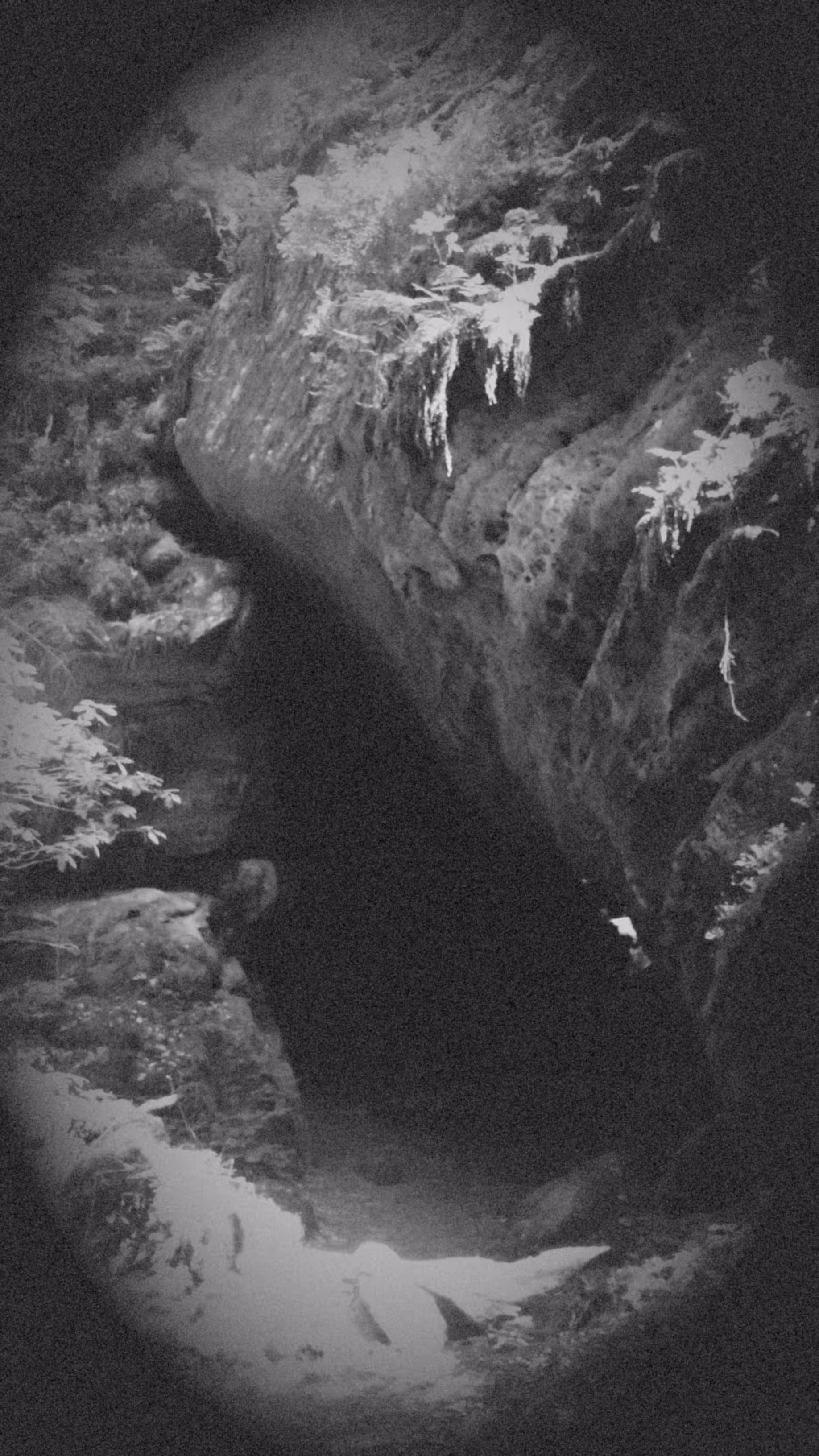 "The Maw (The door you never checked - Door #7)"