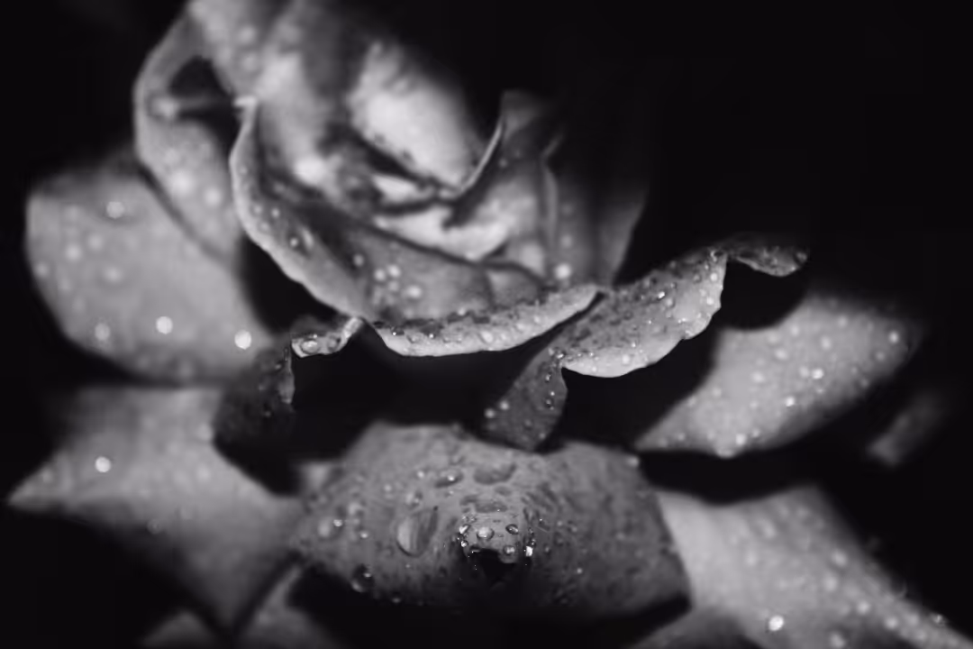 photography: Black rose 