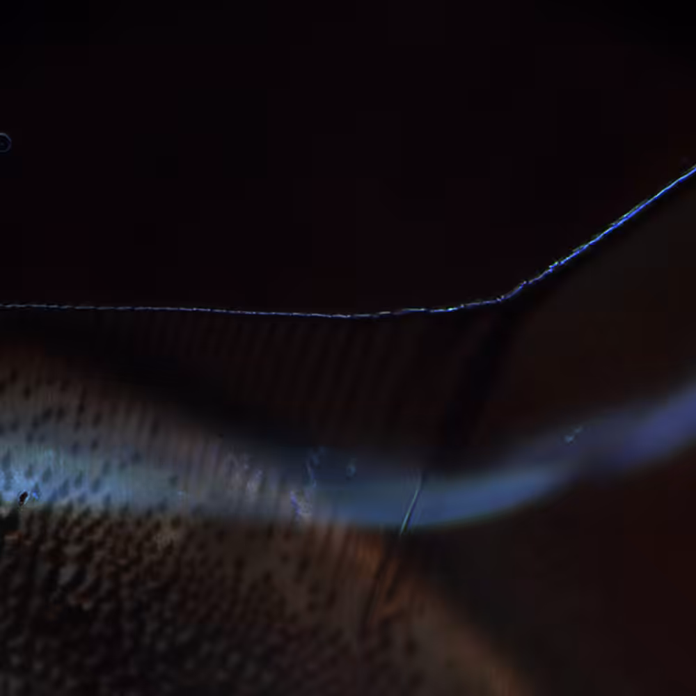 tencu_abstract