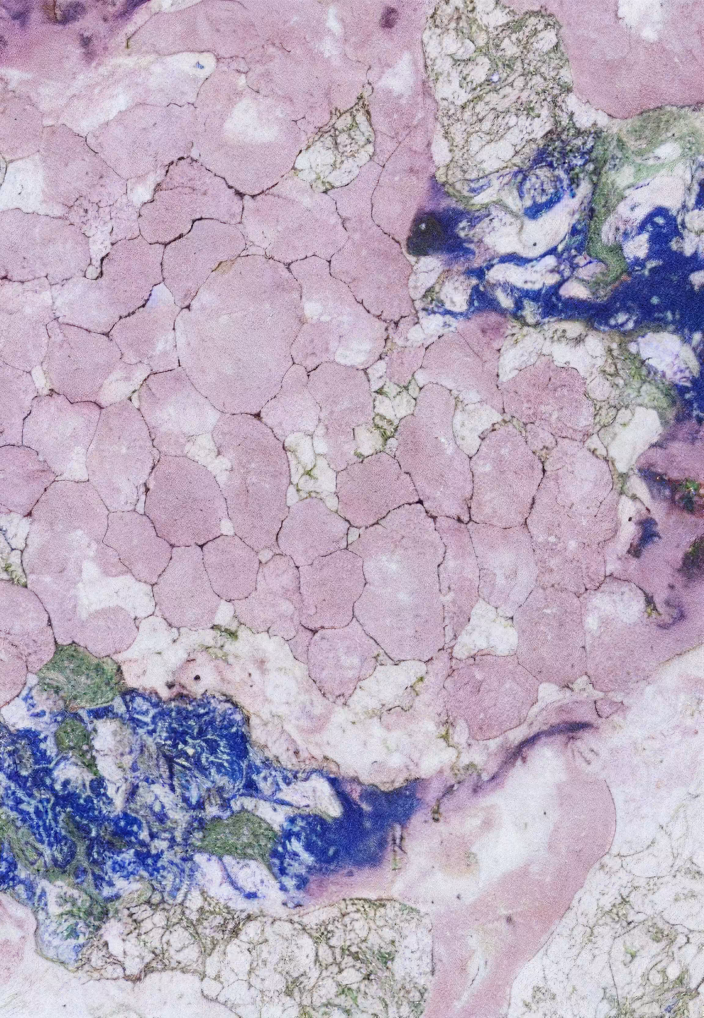 Histologia In Silico #286
