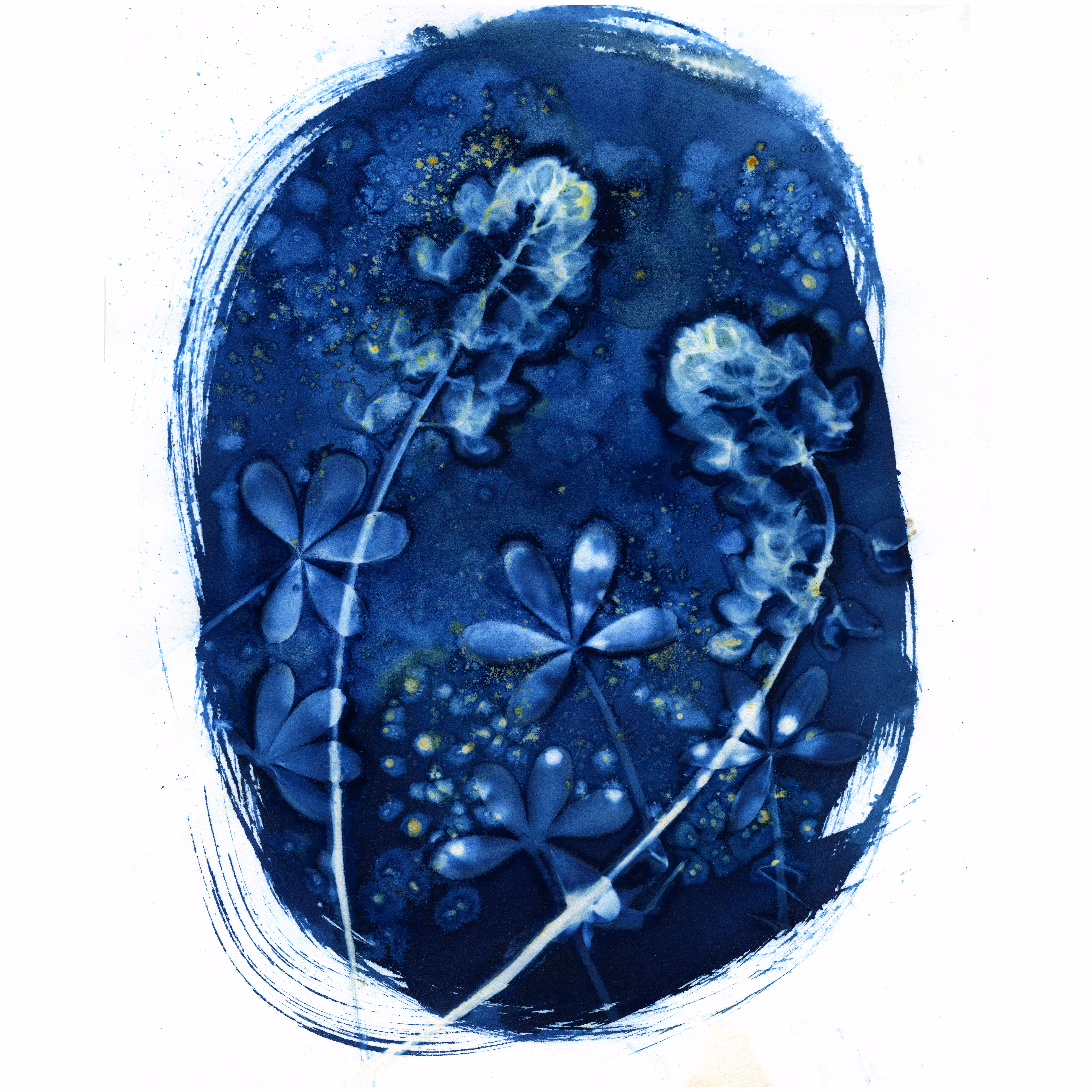 2 Bluebonnets