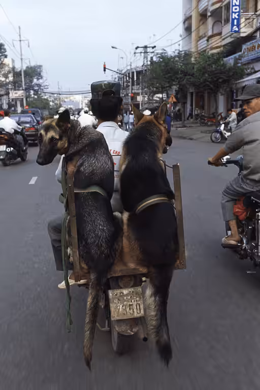 Bikes of Burden #66. Dogs