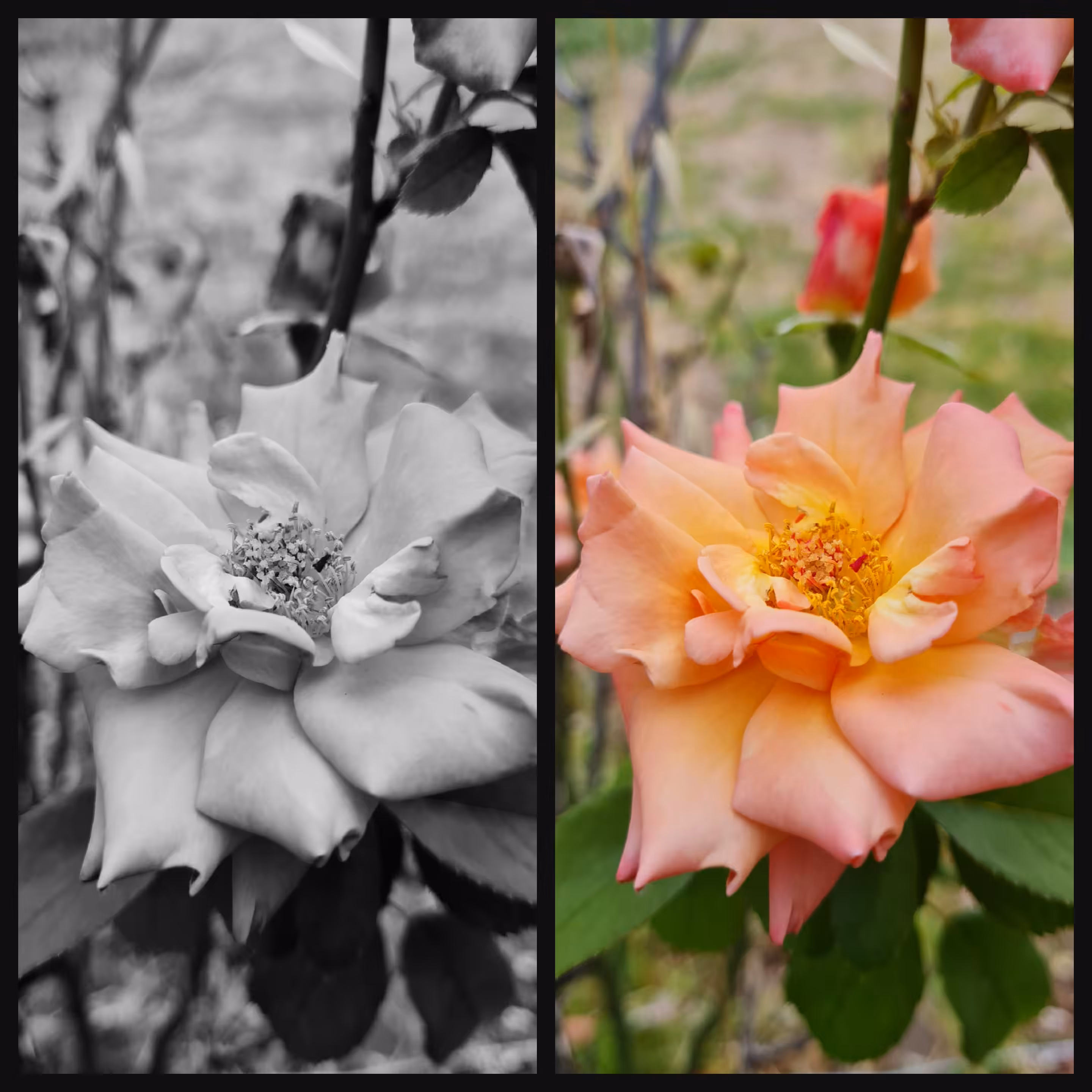 Peach rose 