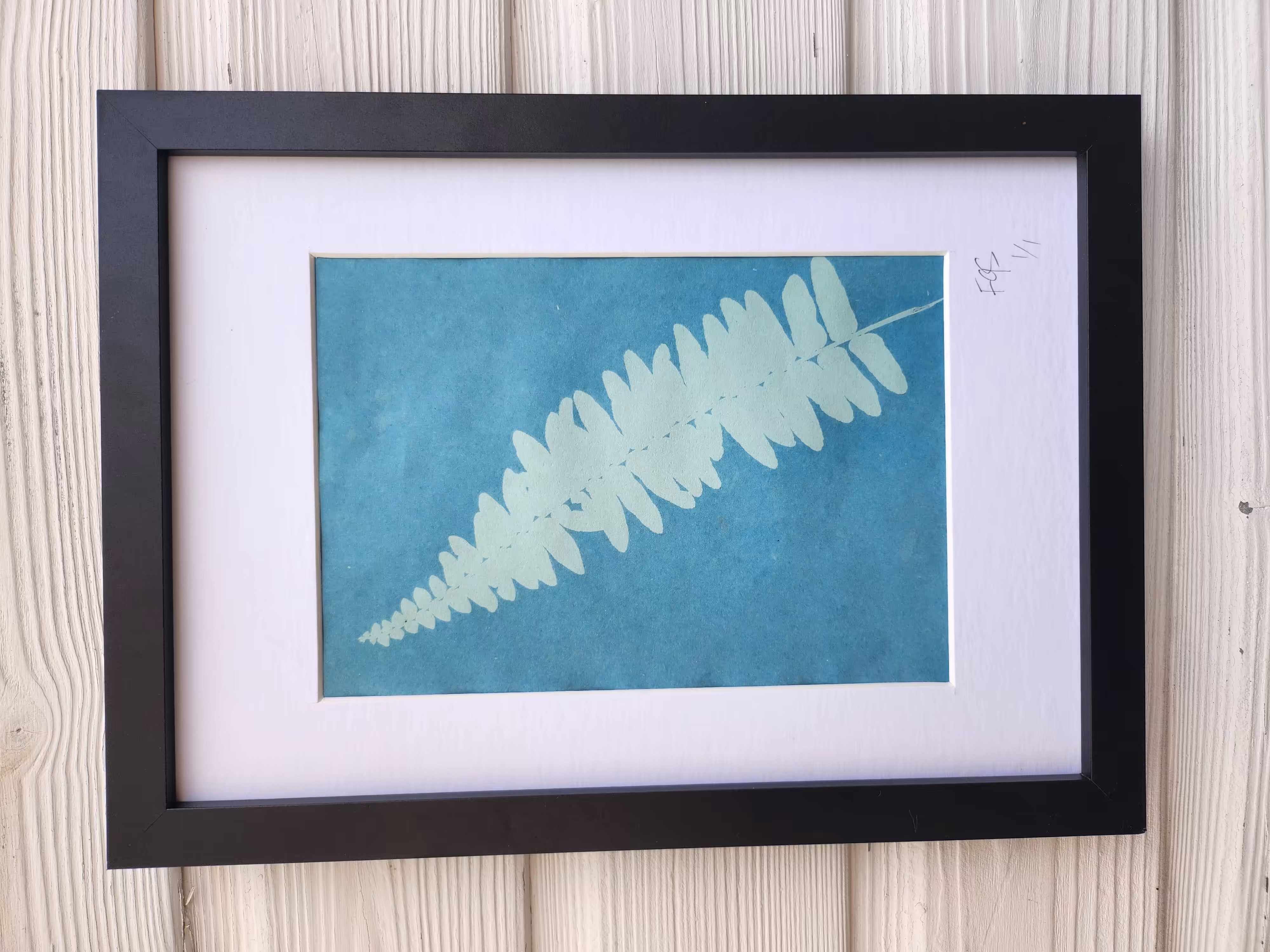 Cyanotype #003 | Botanicals | Boston Fern (Nephrolepis exaltata Bostoniensis)