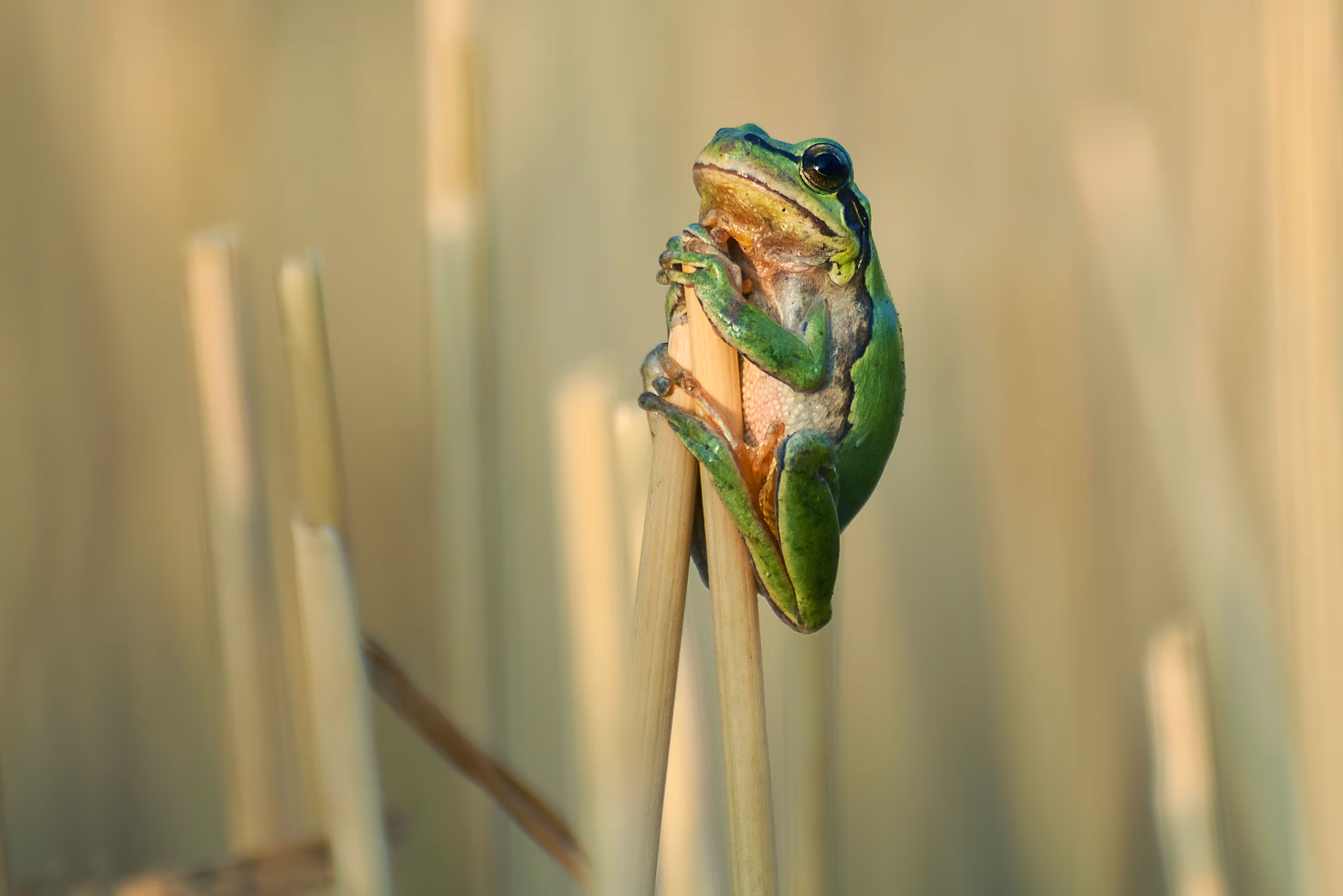  frog was pray