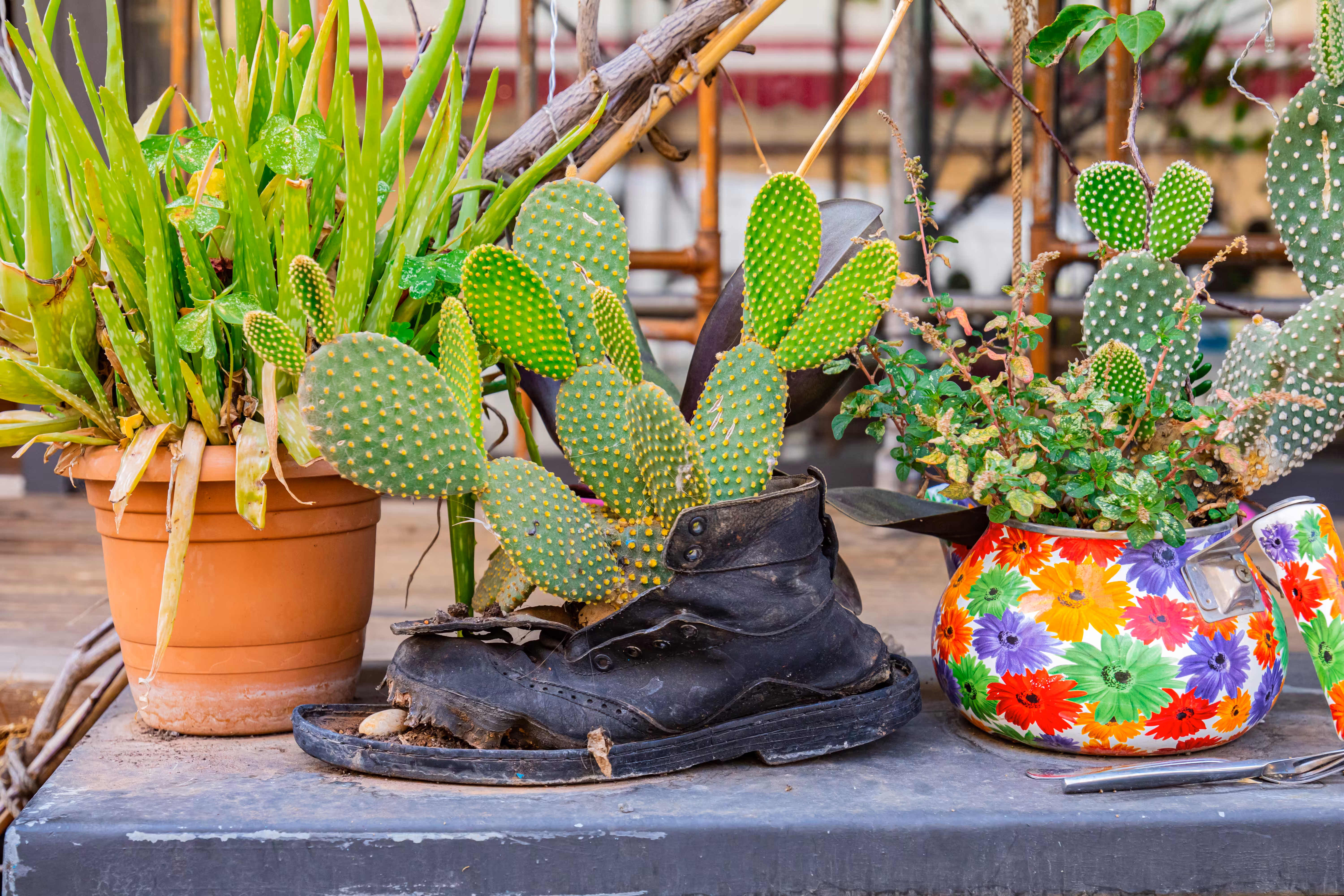 Cactus Boot 