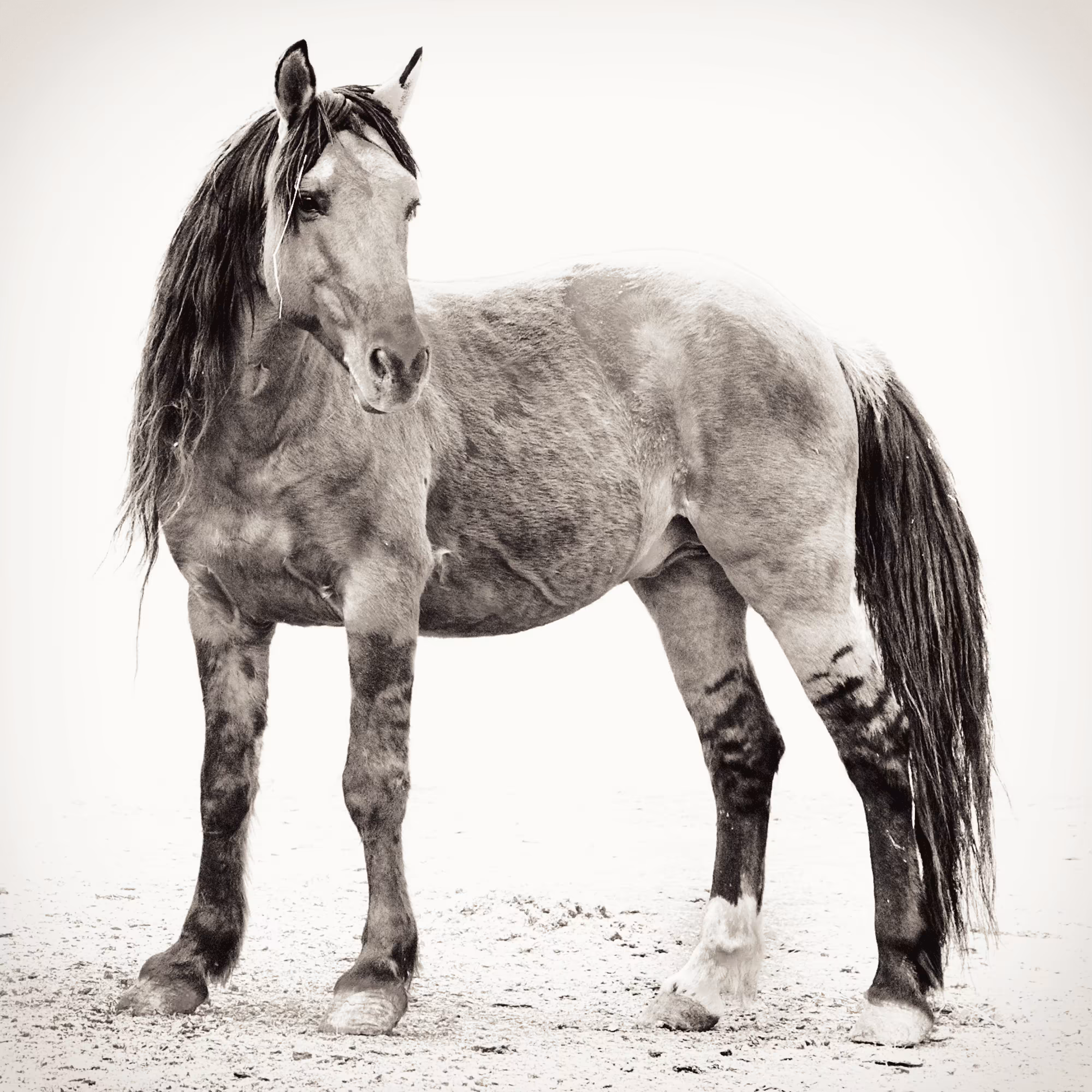 Chief 1/1