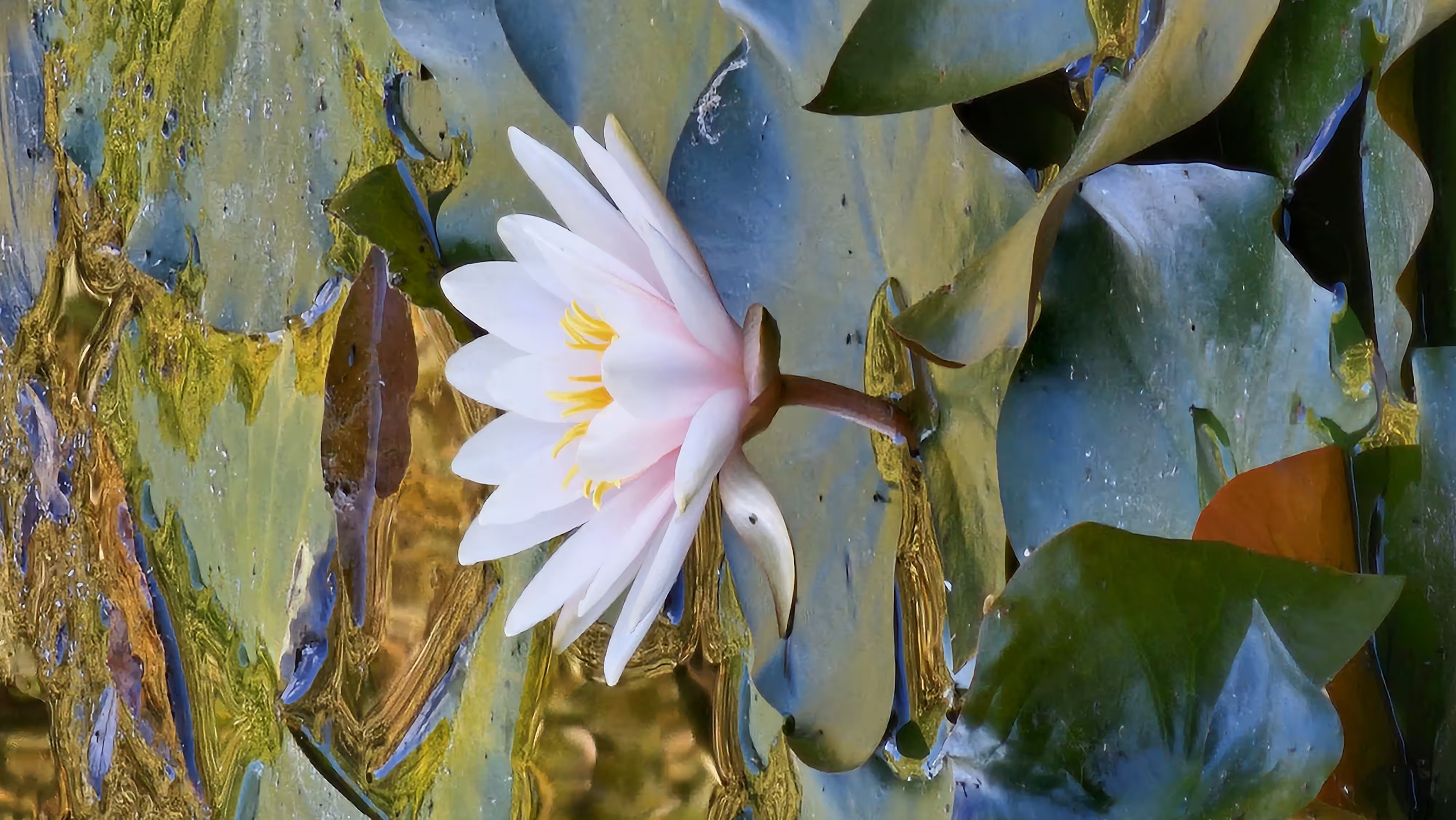 Lotuses. Pond. Unretouched photo. #2.