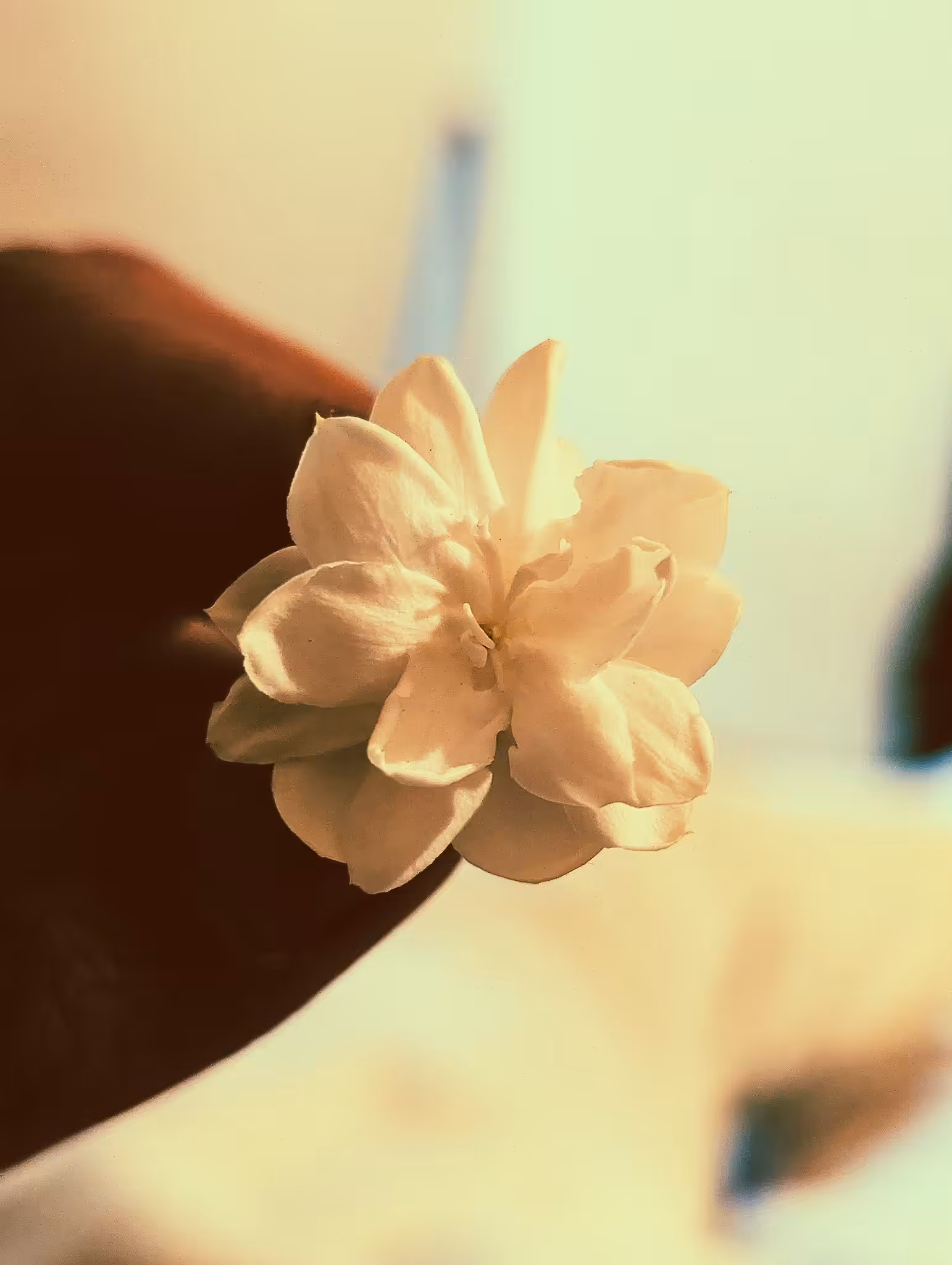 jasmine
