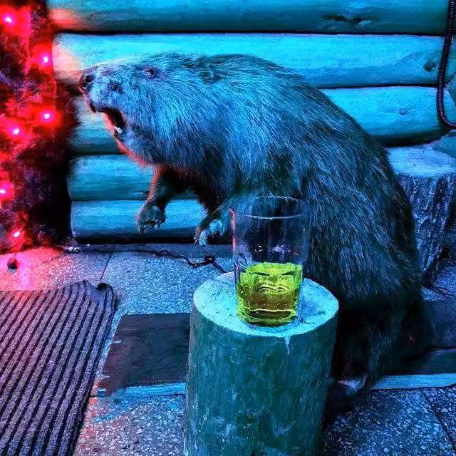 Christmas mood. Alcobeaver.