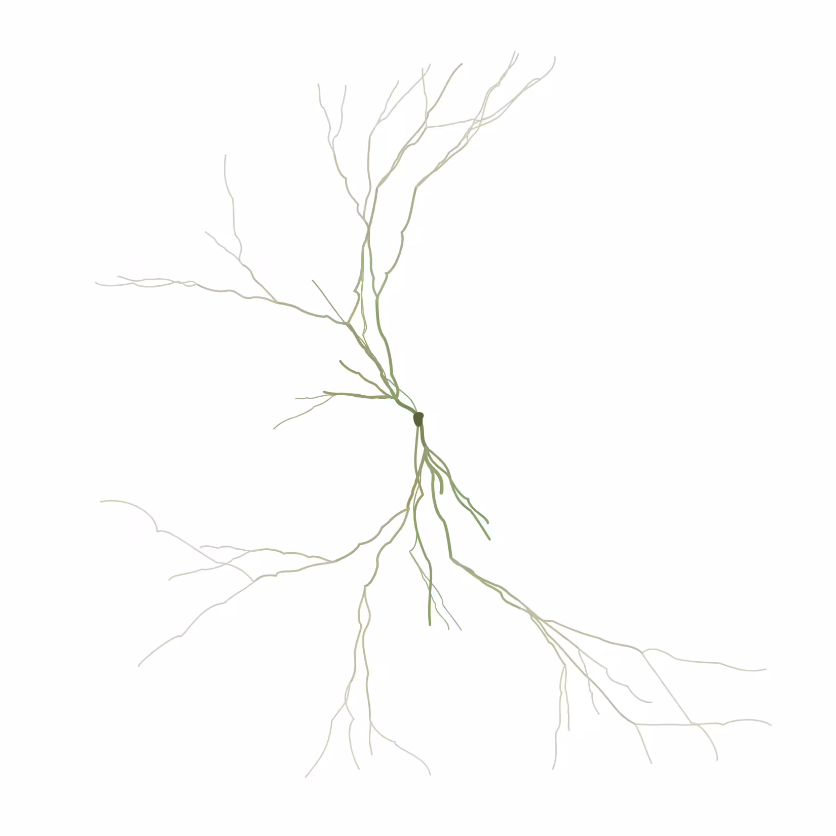 Ghost Forest Seedlings: Ghost Forest Seedling #502