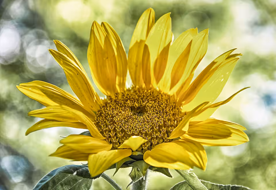 Sunflower 3