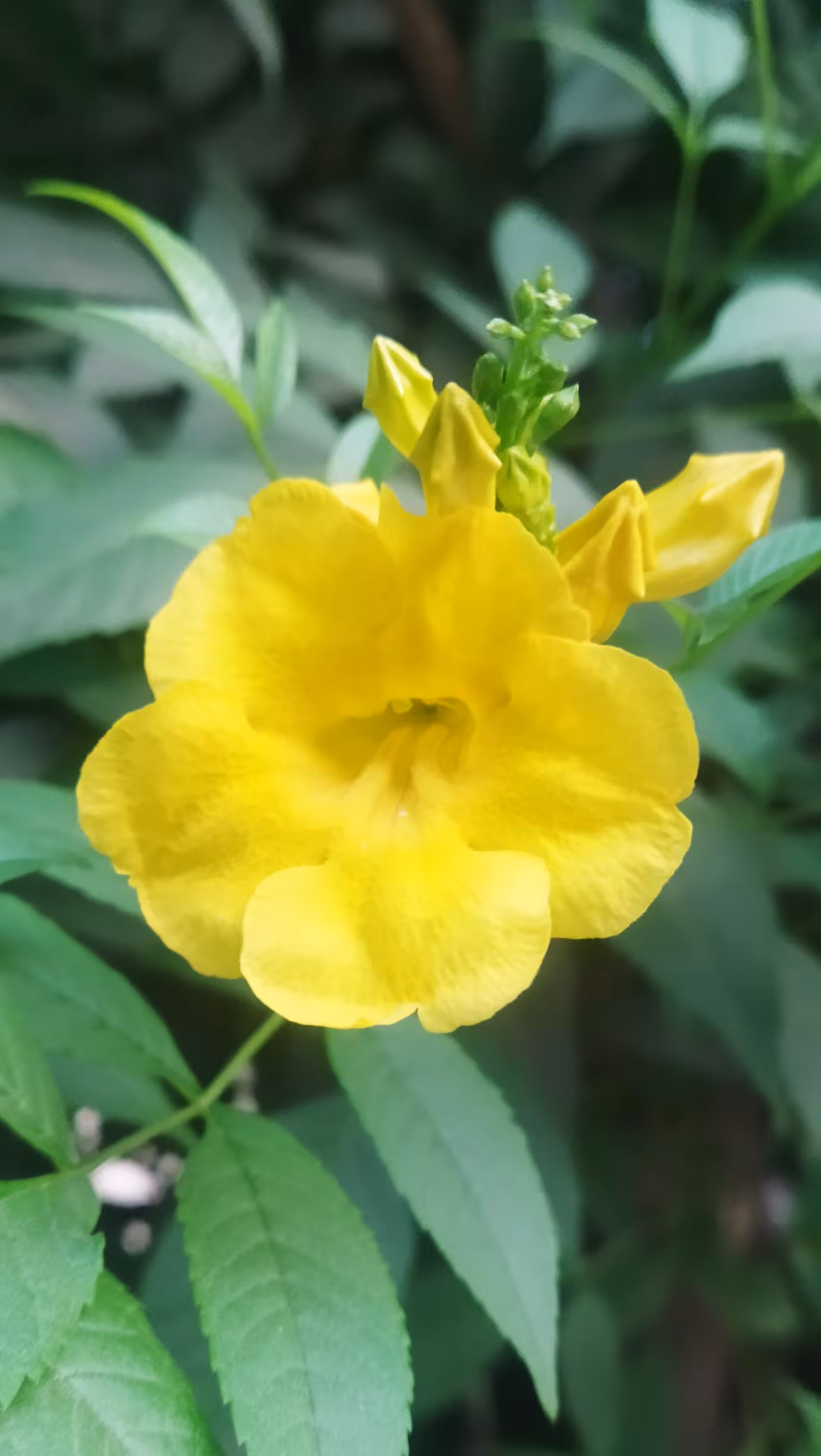 A Yellow Elder Flower